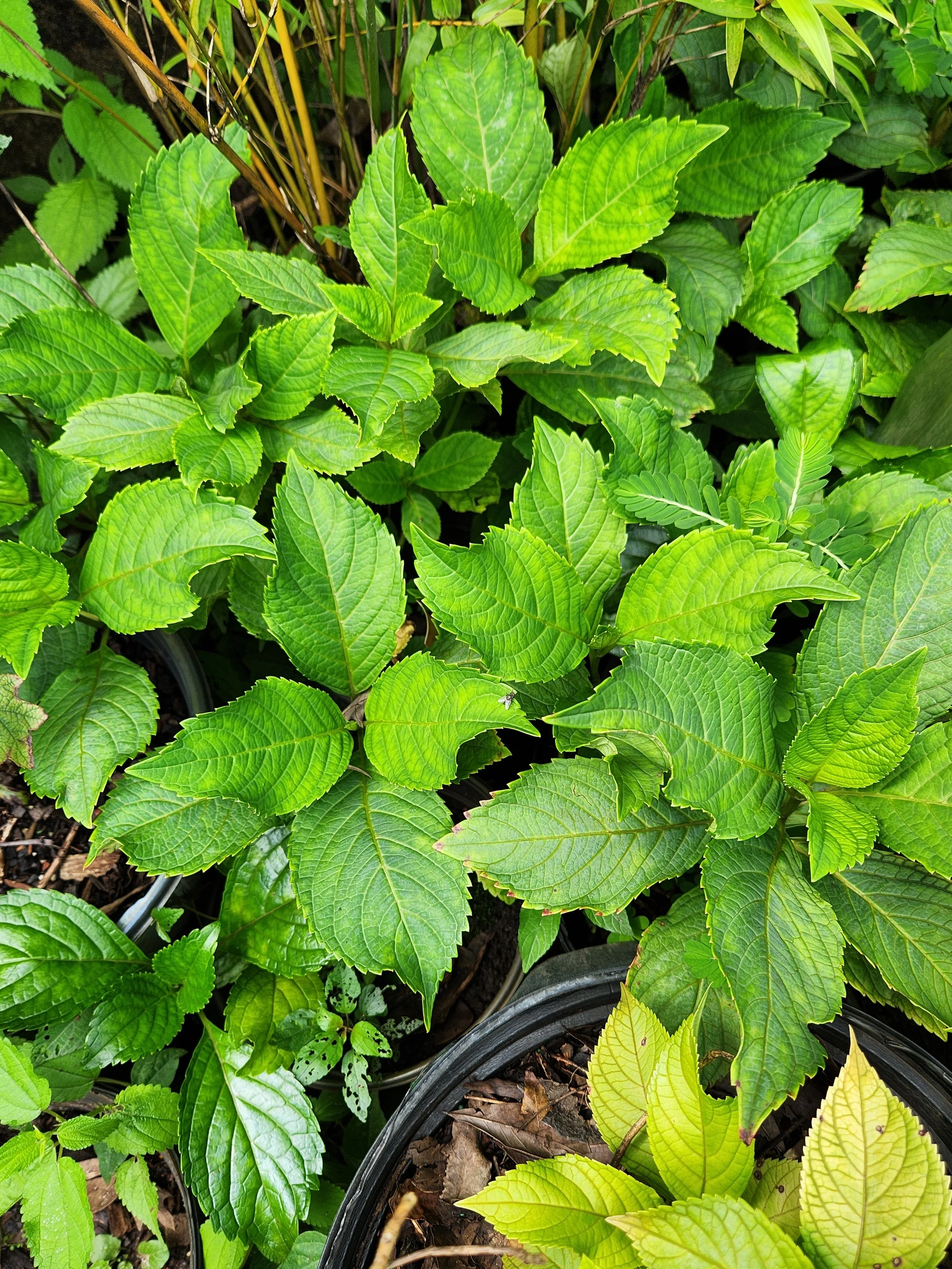 Hydrangea, Unknown color