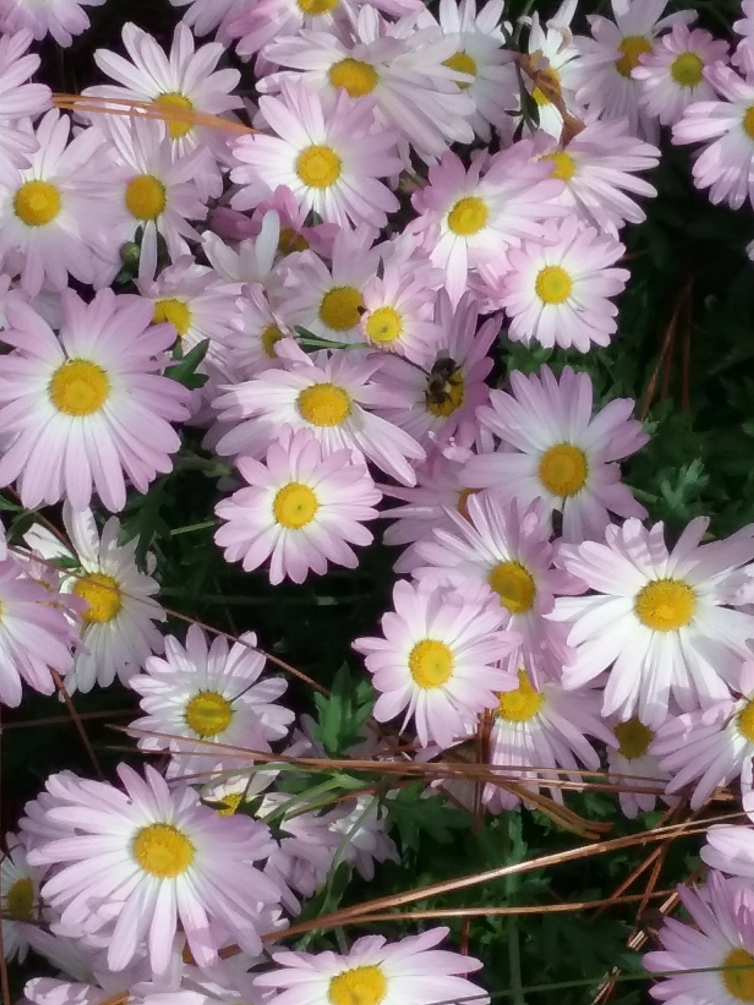 Chrysanthemum, pink