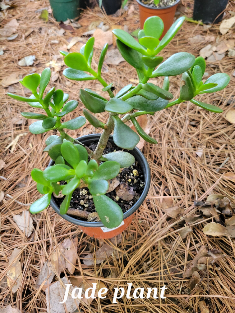 Jade plant