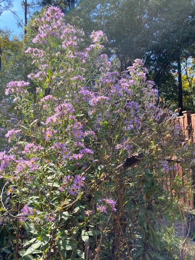 Elliott's aster.jpg