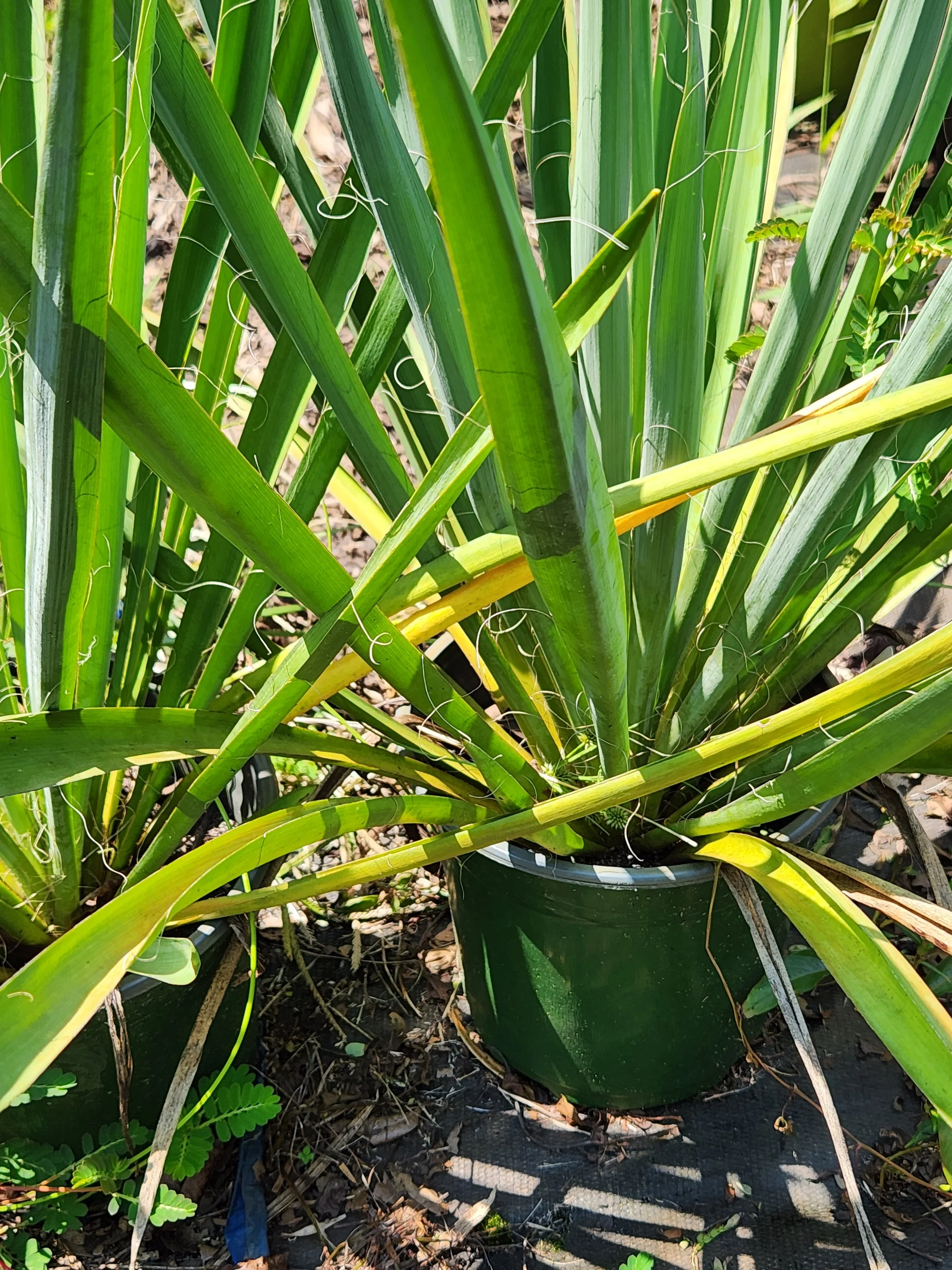 Yucca, green (2).jpg