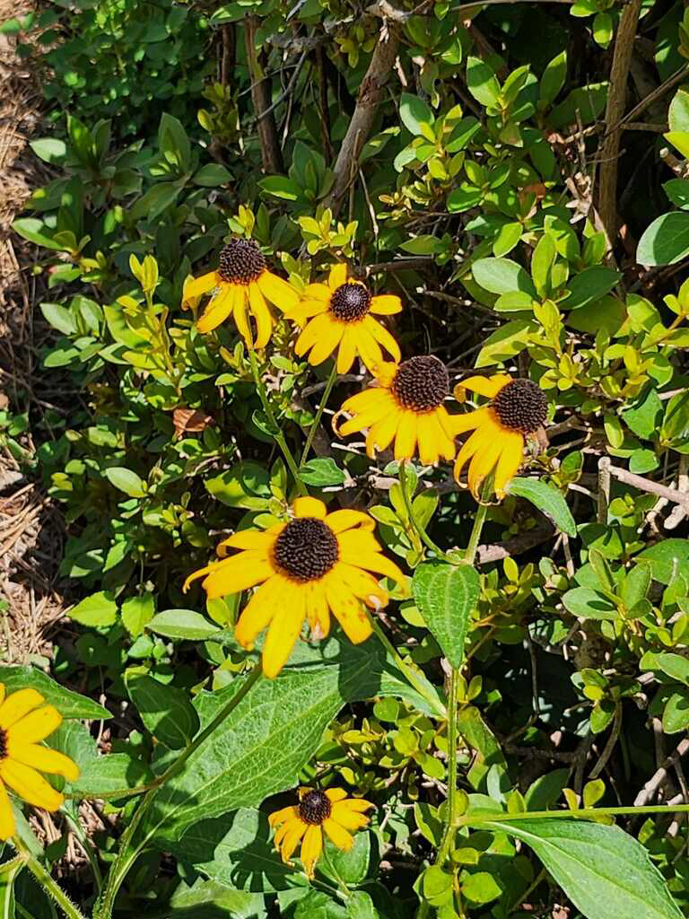 Brown Eyed Susan.png