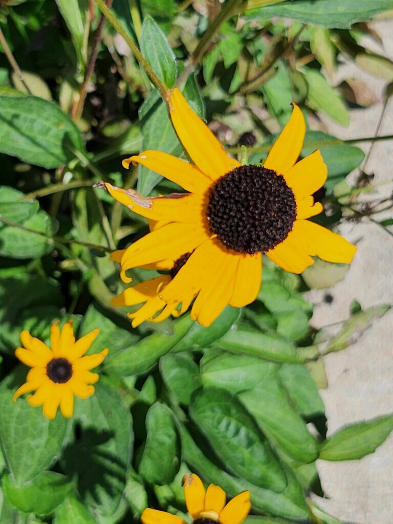 Brown Eyed Susan (2).png