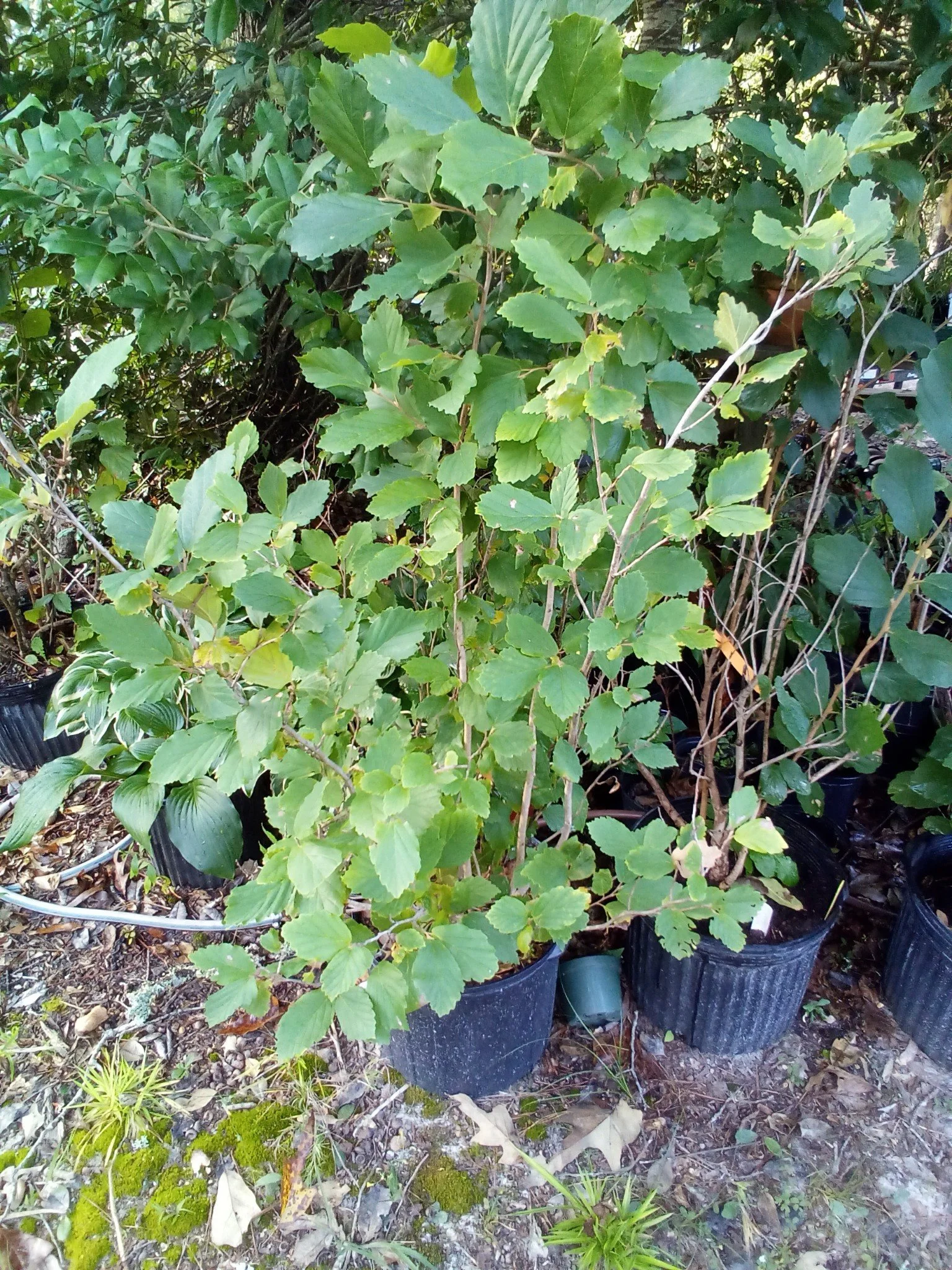 American Witch Hazel