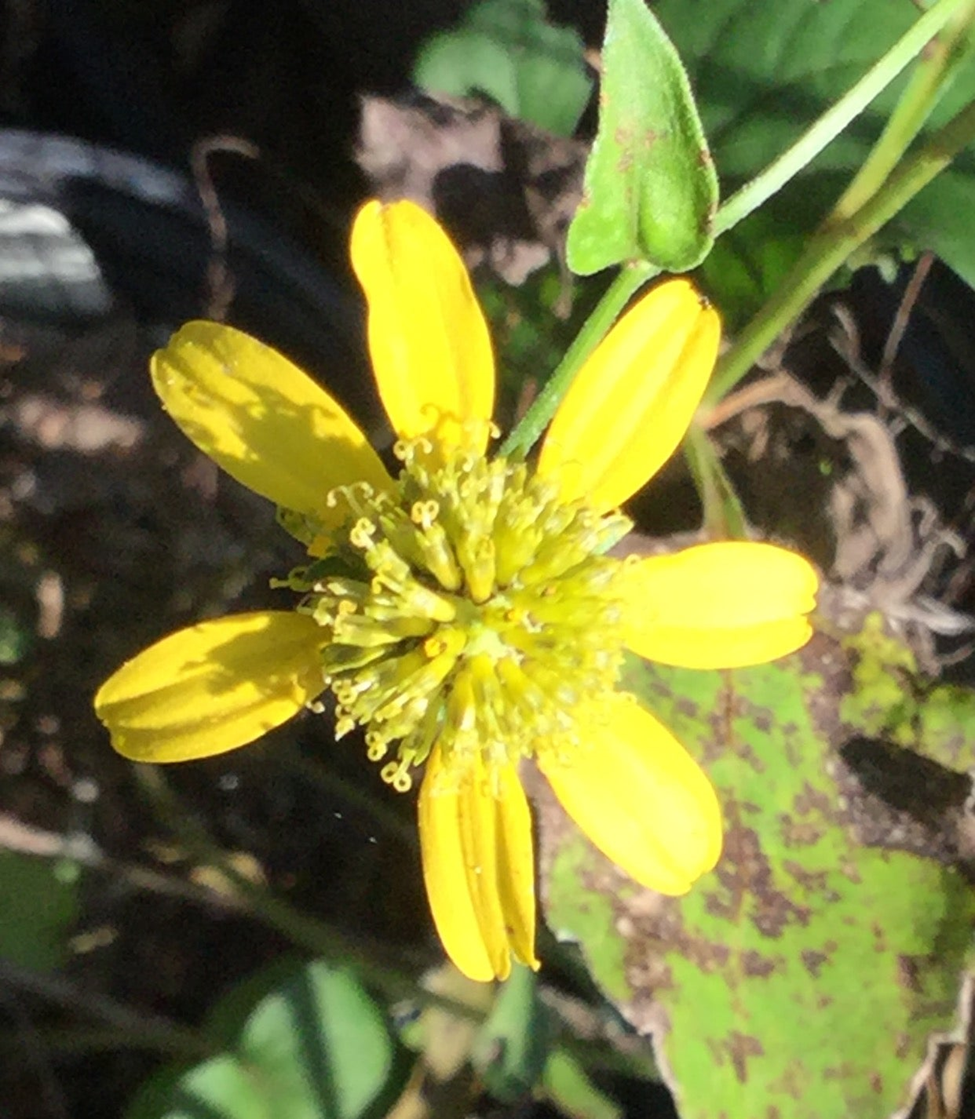 Green Headed or Cutleaf Coneflower