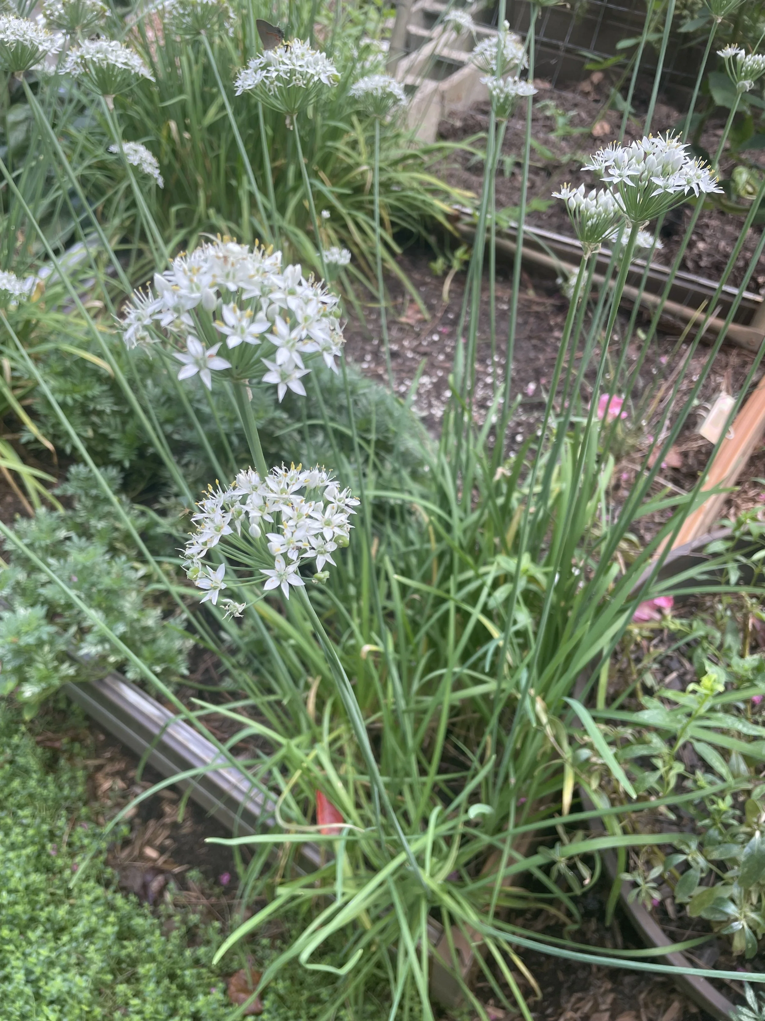 Garlic chives (2).JPG