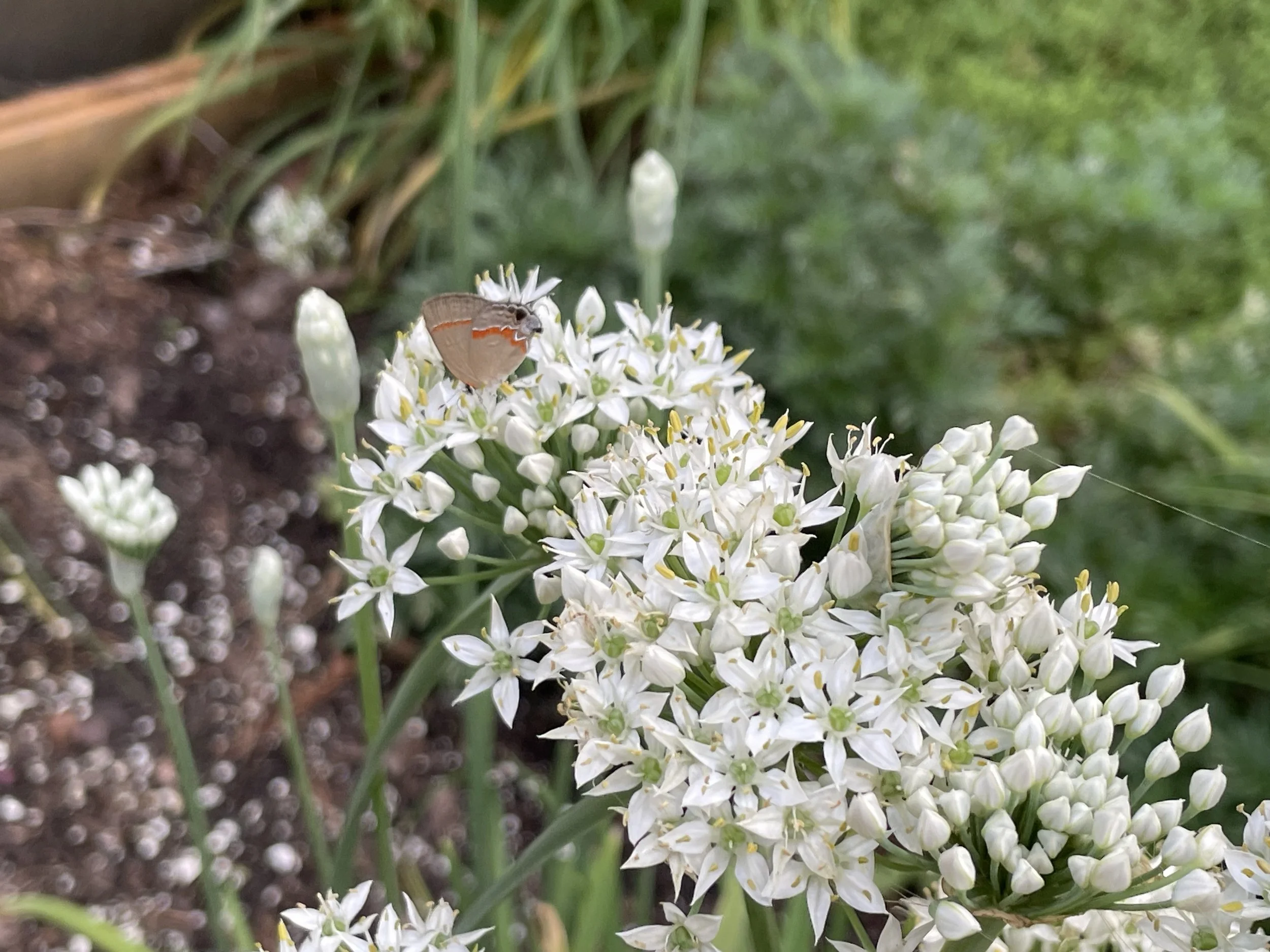 Garlic Chives (3).JPG