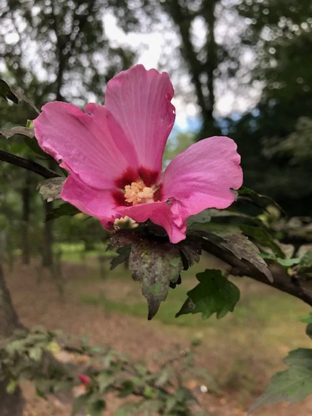 Rose of Sharon.jpg