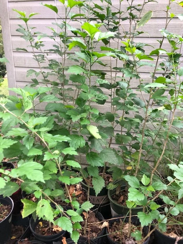 Rose of Sharon (2).jpg