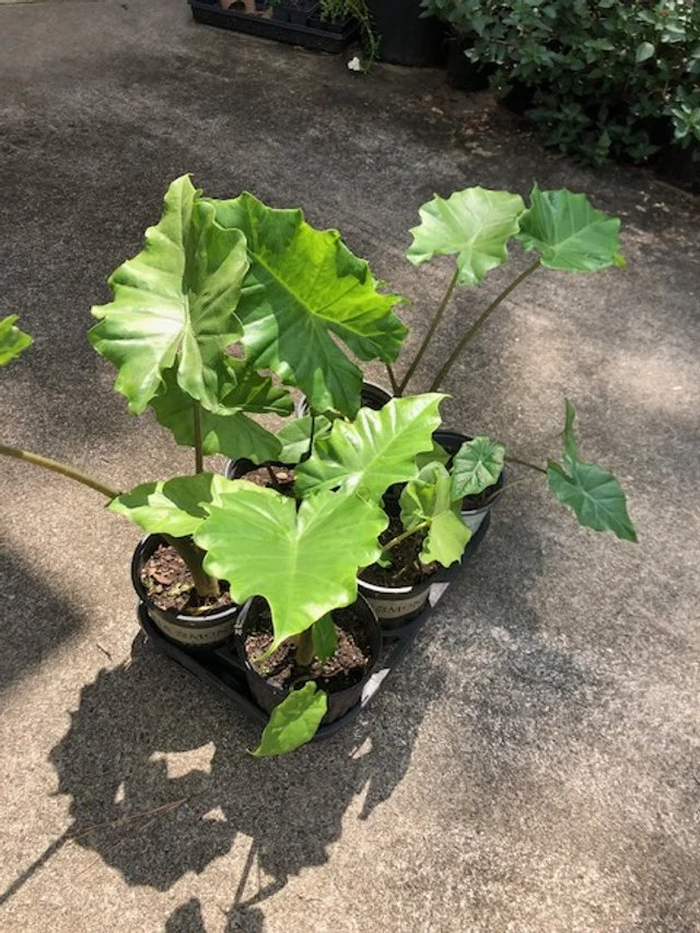 Elephant ear (Harden) (2).jpg