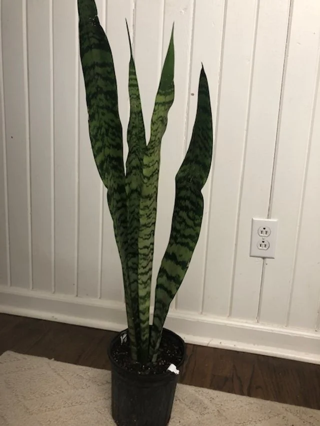 Mother-in-law plant, Snake.jpg
