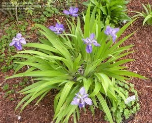 Japanese Roof Iris