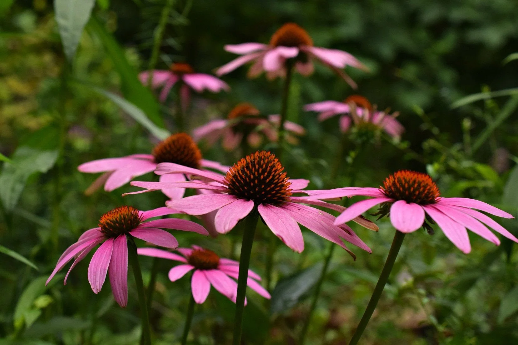 Purple coneflower.jpg
