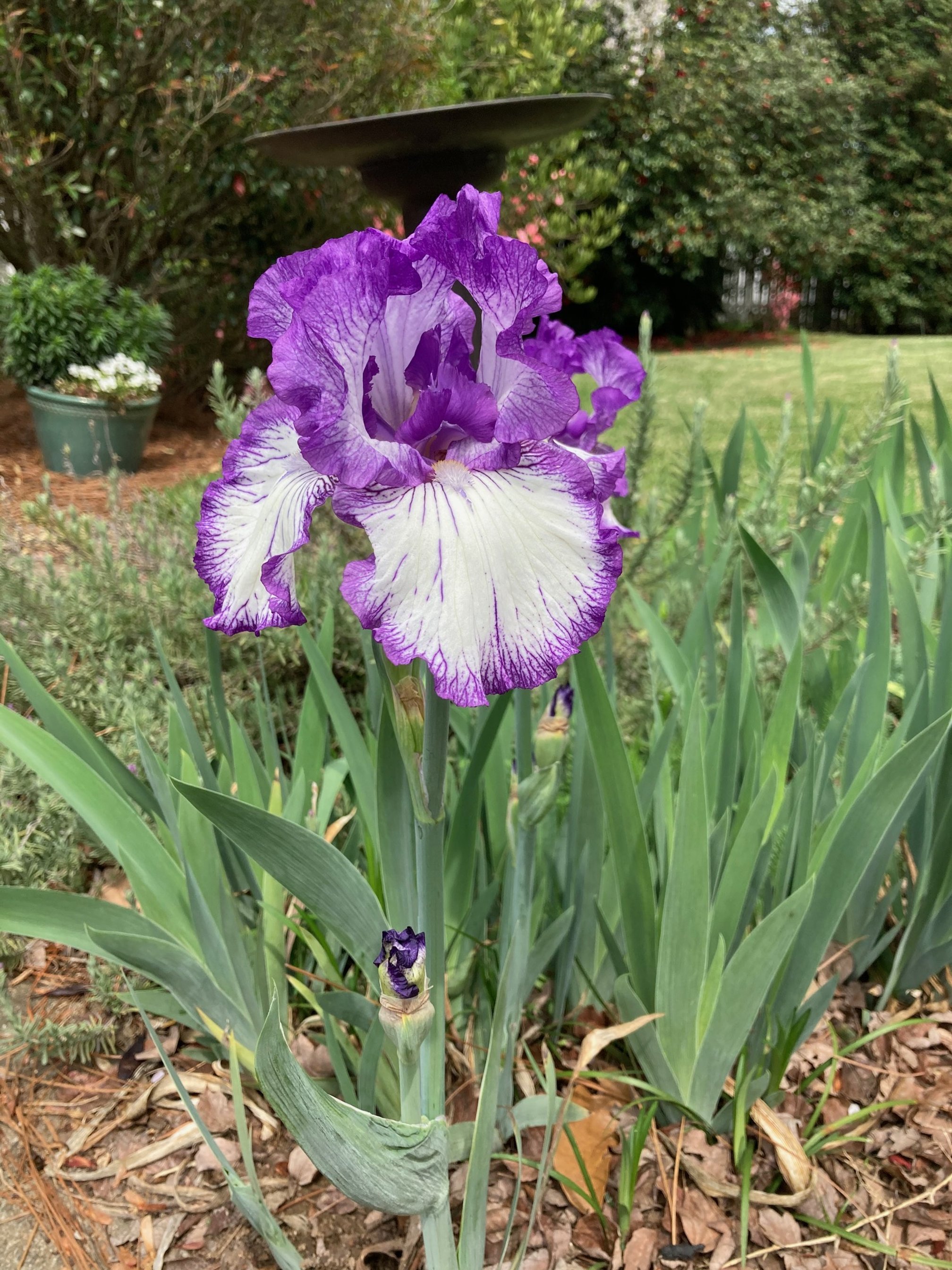 reblooming-iris-2.jpg
