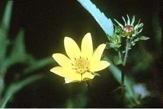 Tickseed Sunflower, Bearded Beggarticks.jpg