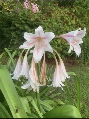 Striped Crinum