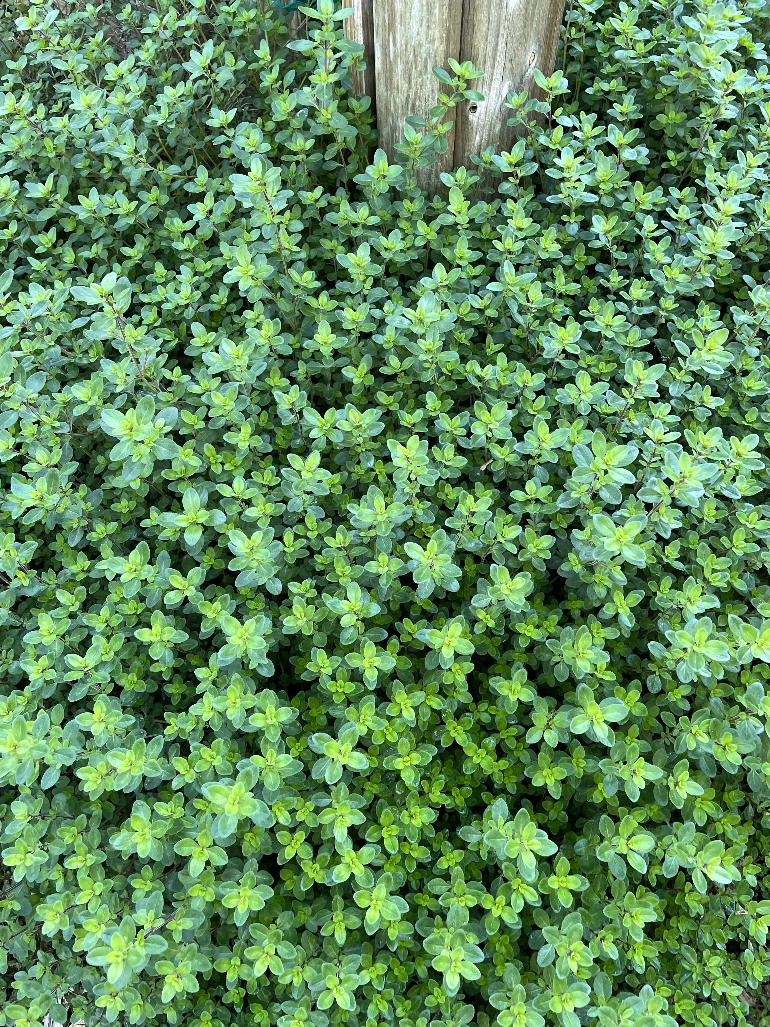 Creeping Thyme