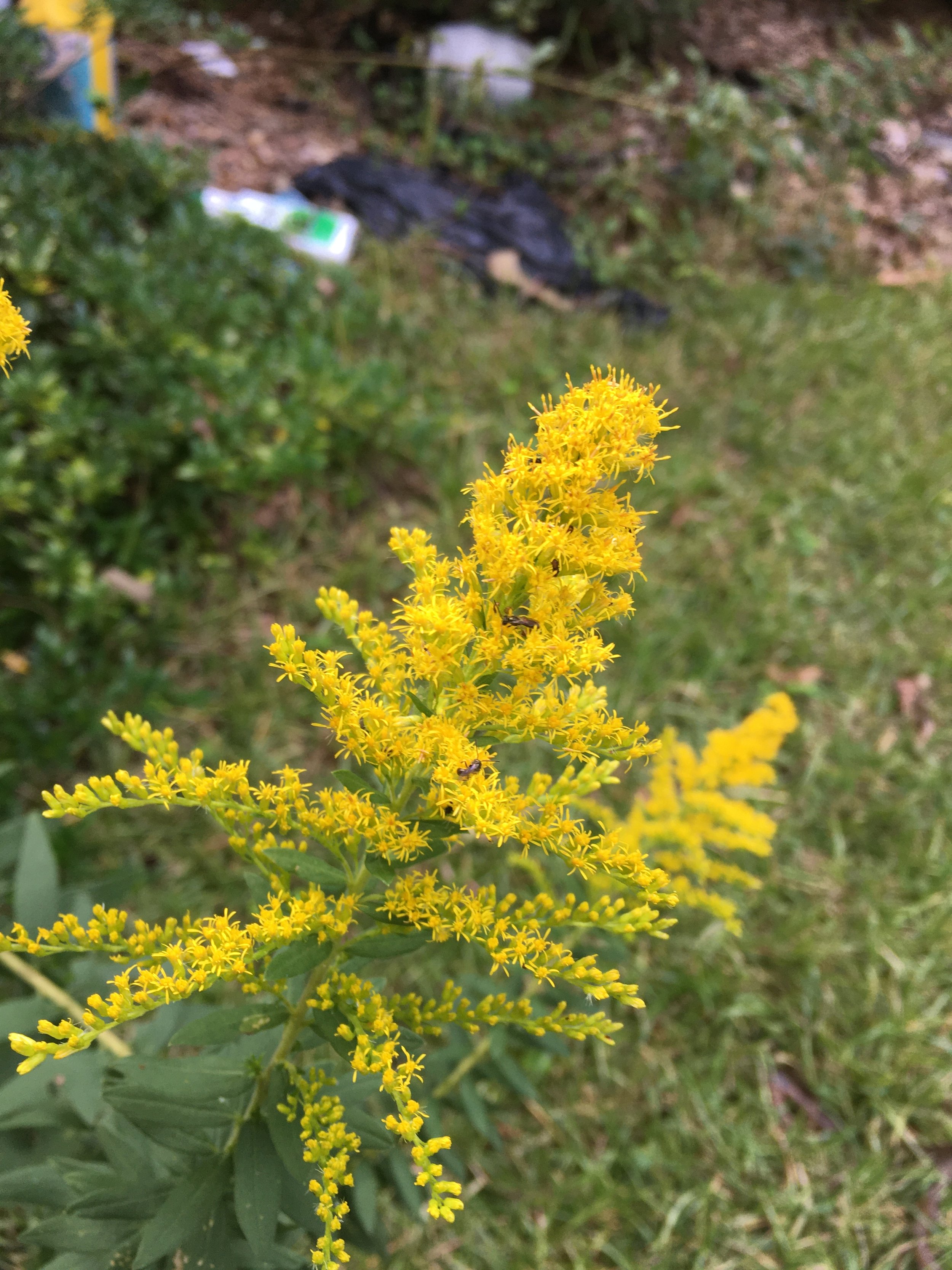 Fireworks Goldenrod