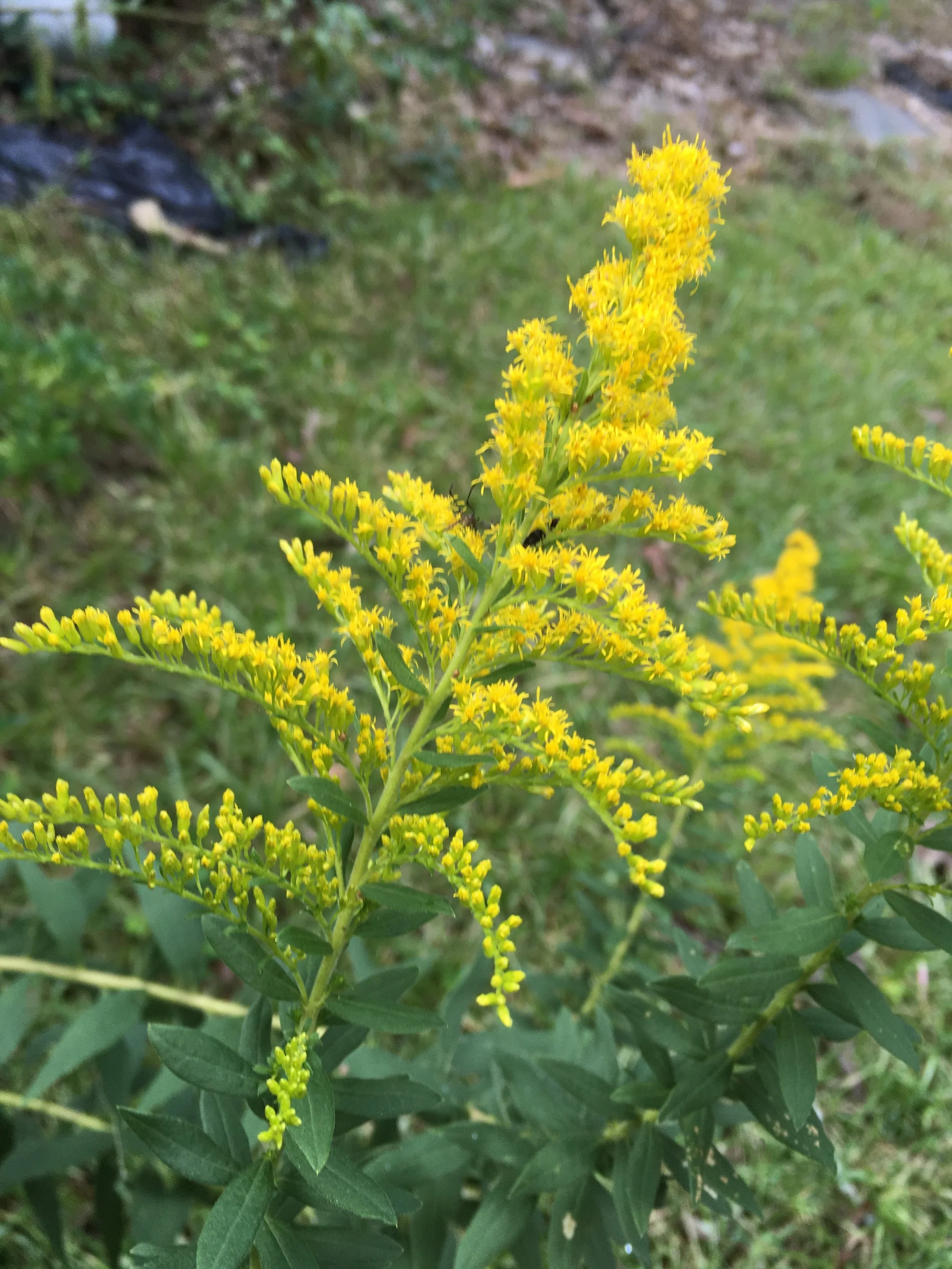 Goldenrod 'Fireworks'