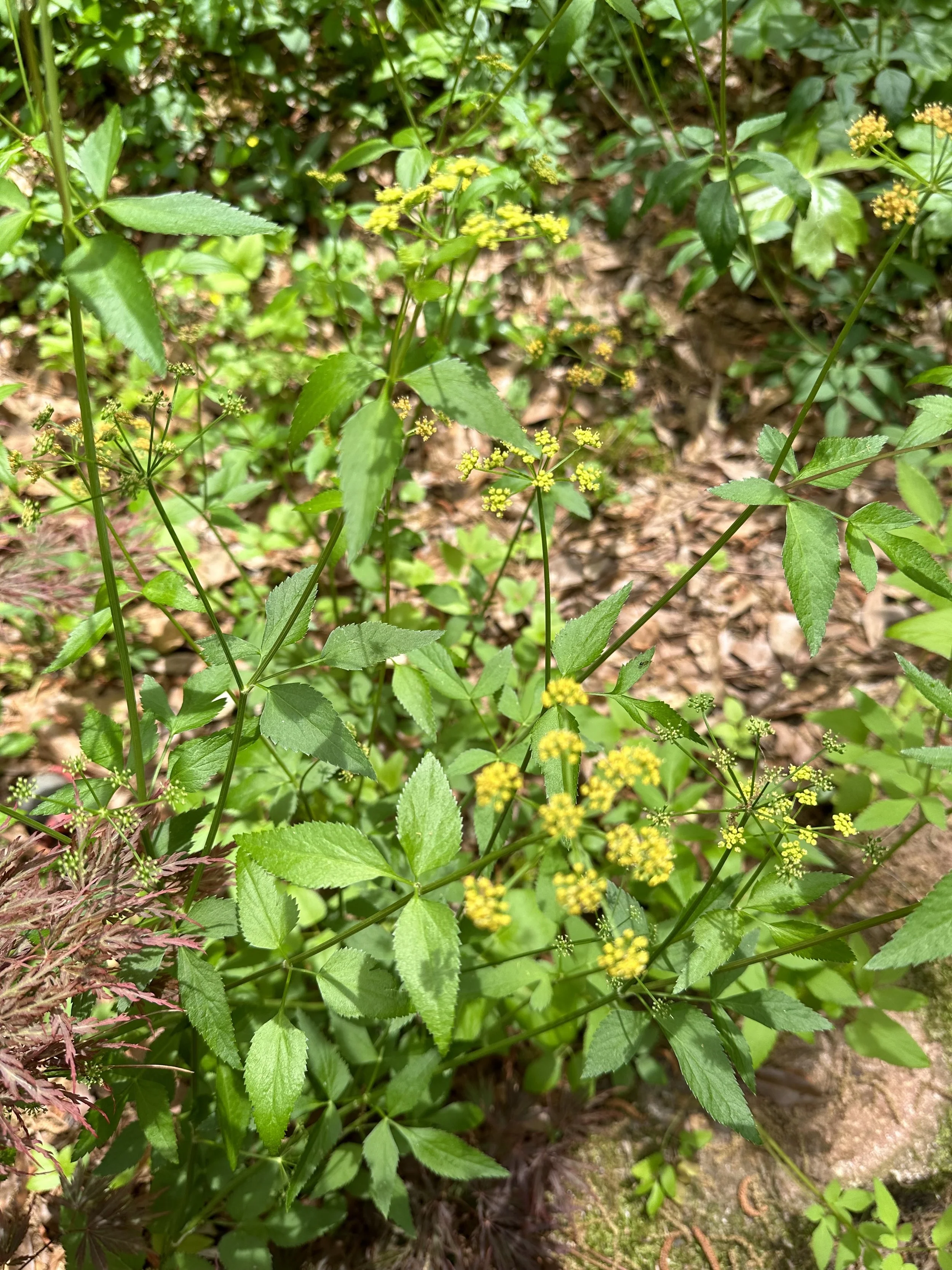 Golden alexander 2.jpeg