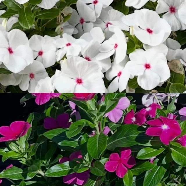 Vinca, pink and peppermint.jpg
