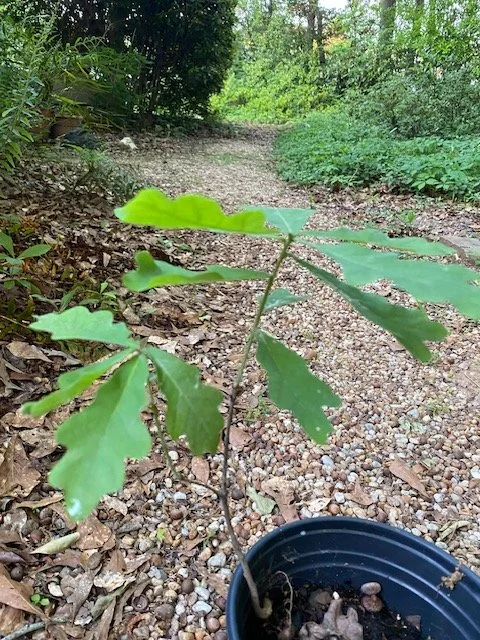 White Oak.JPG