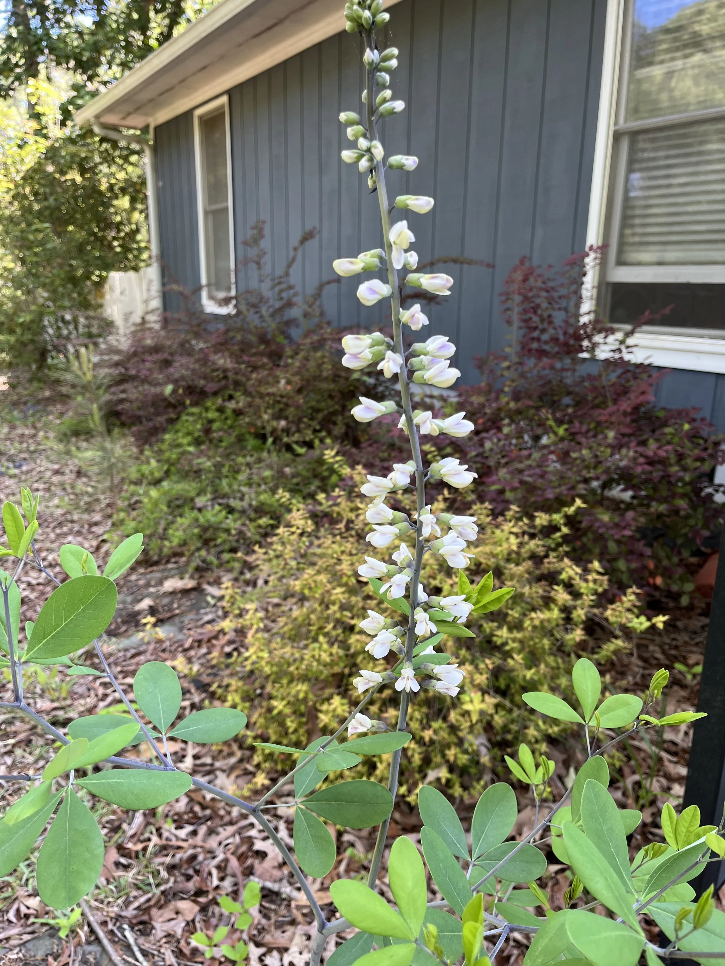 Baptisia, white, indigo.jpeg