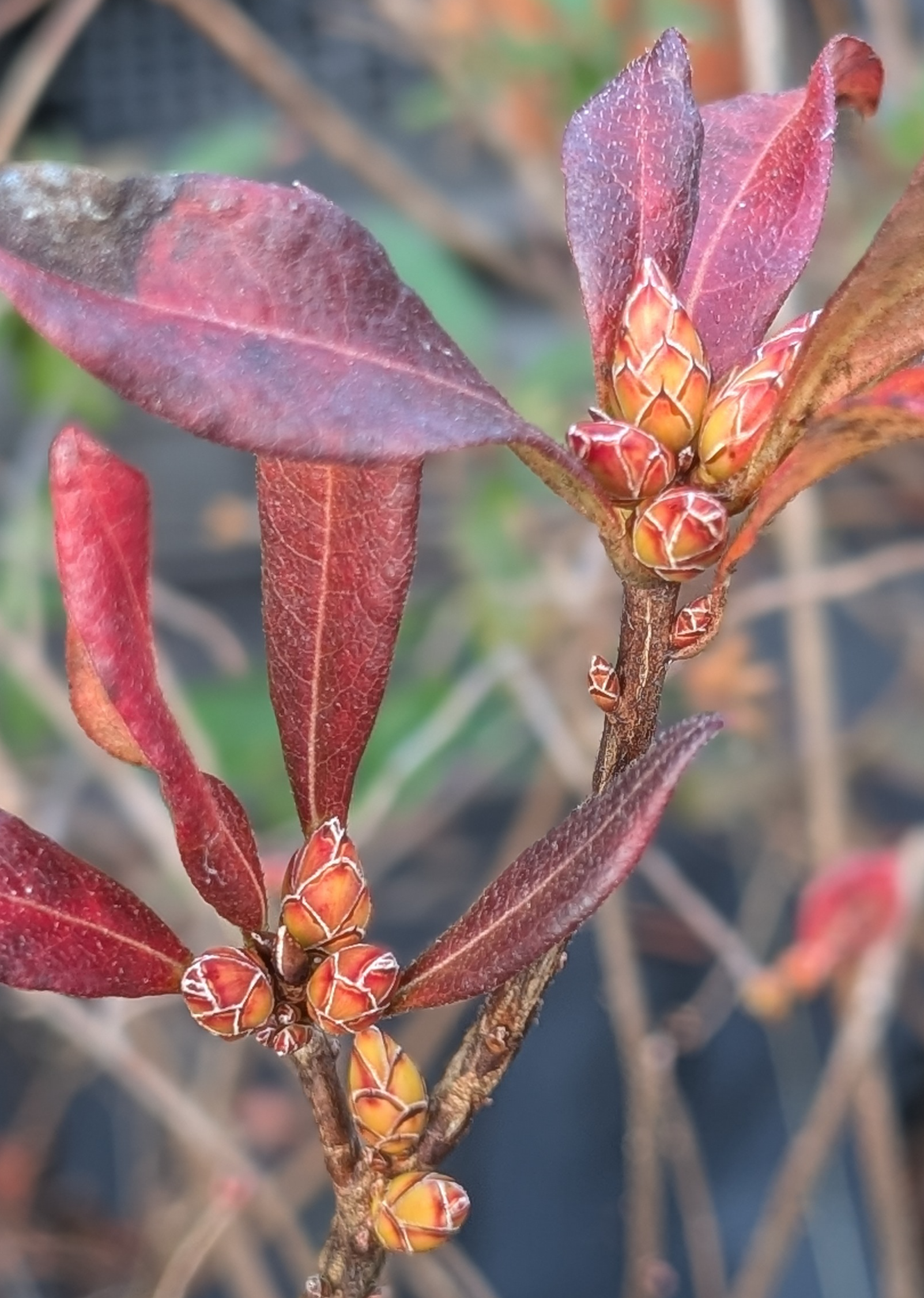Swamp azalea, R viscosum bud.jpg