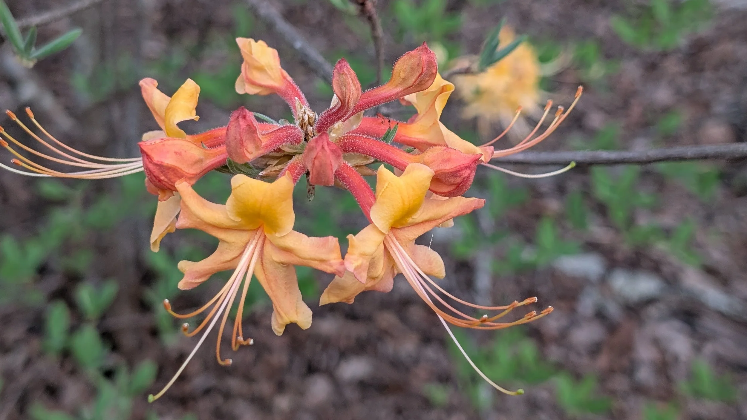 Fla Flame Azalea, 3-26.jpg