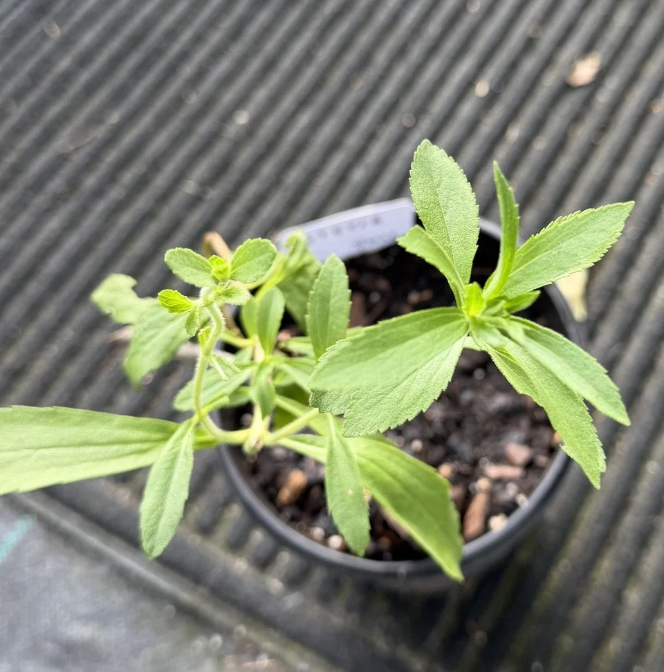 Stevia (2).jpeg