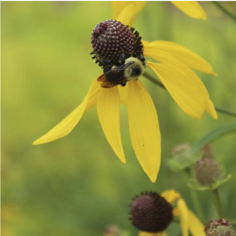 Gray headed or prairie coneflower.png