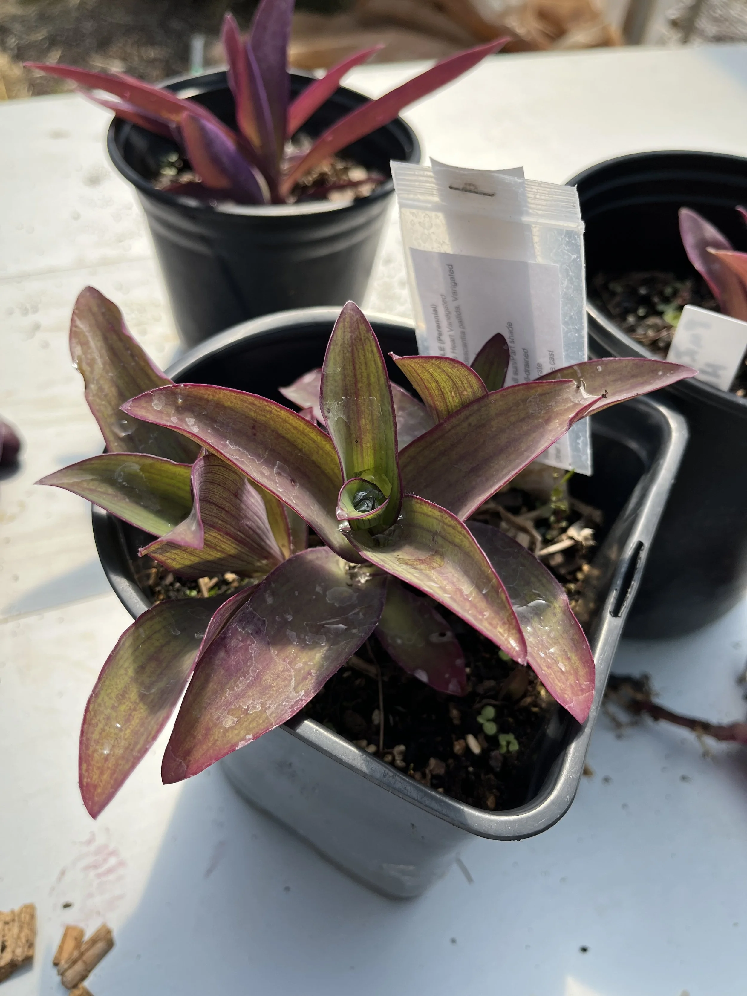 purple heart, variegated.jpeg