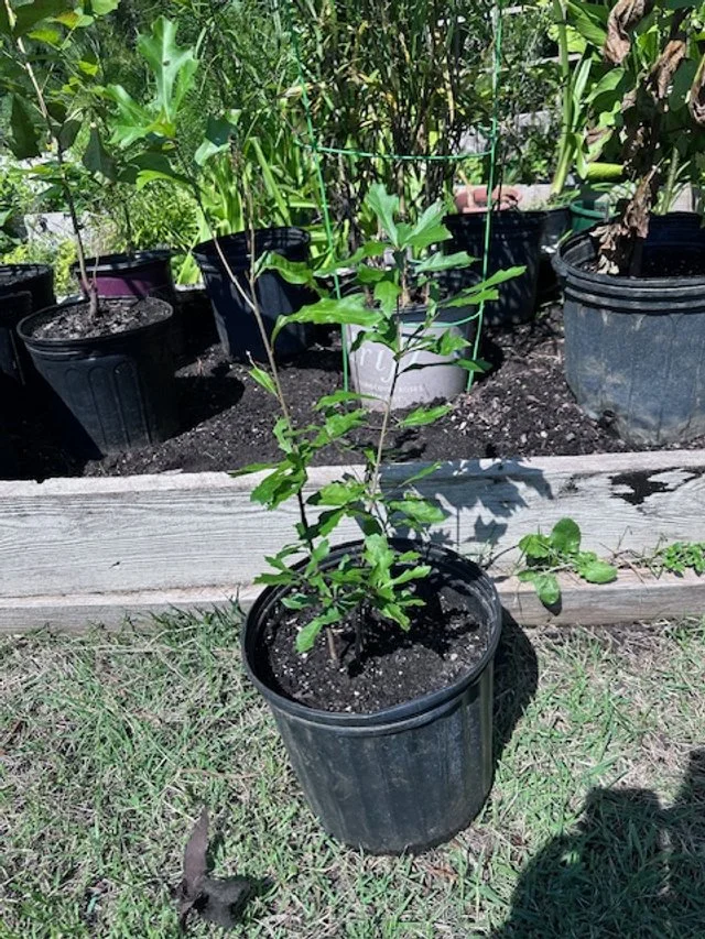 Overcup or White water oak.jpg