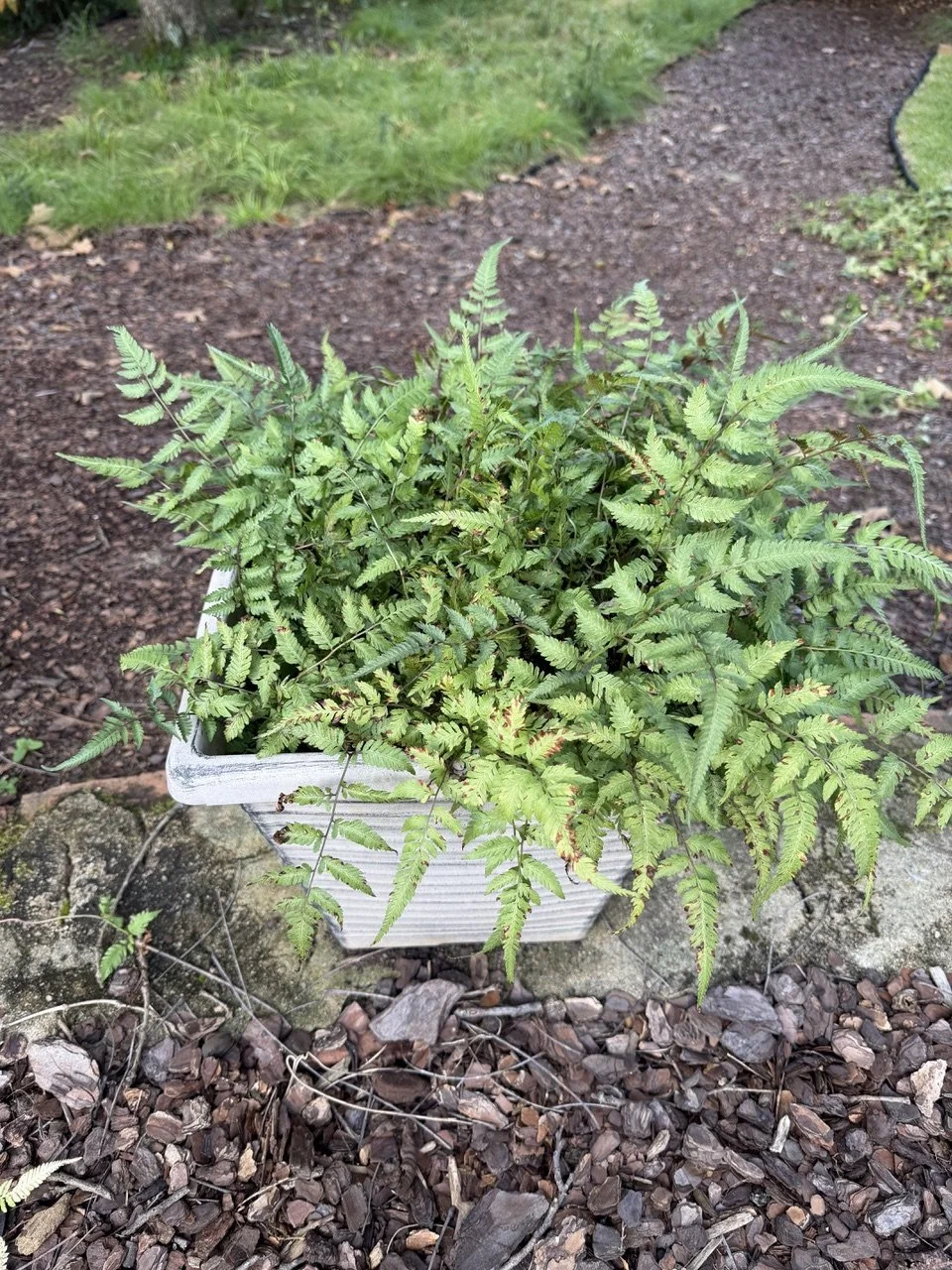 Japanese Painted Fern
