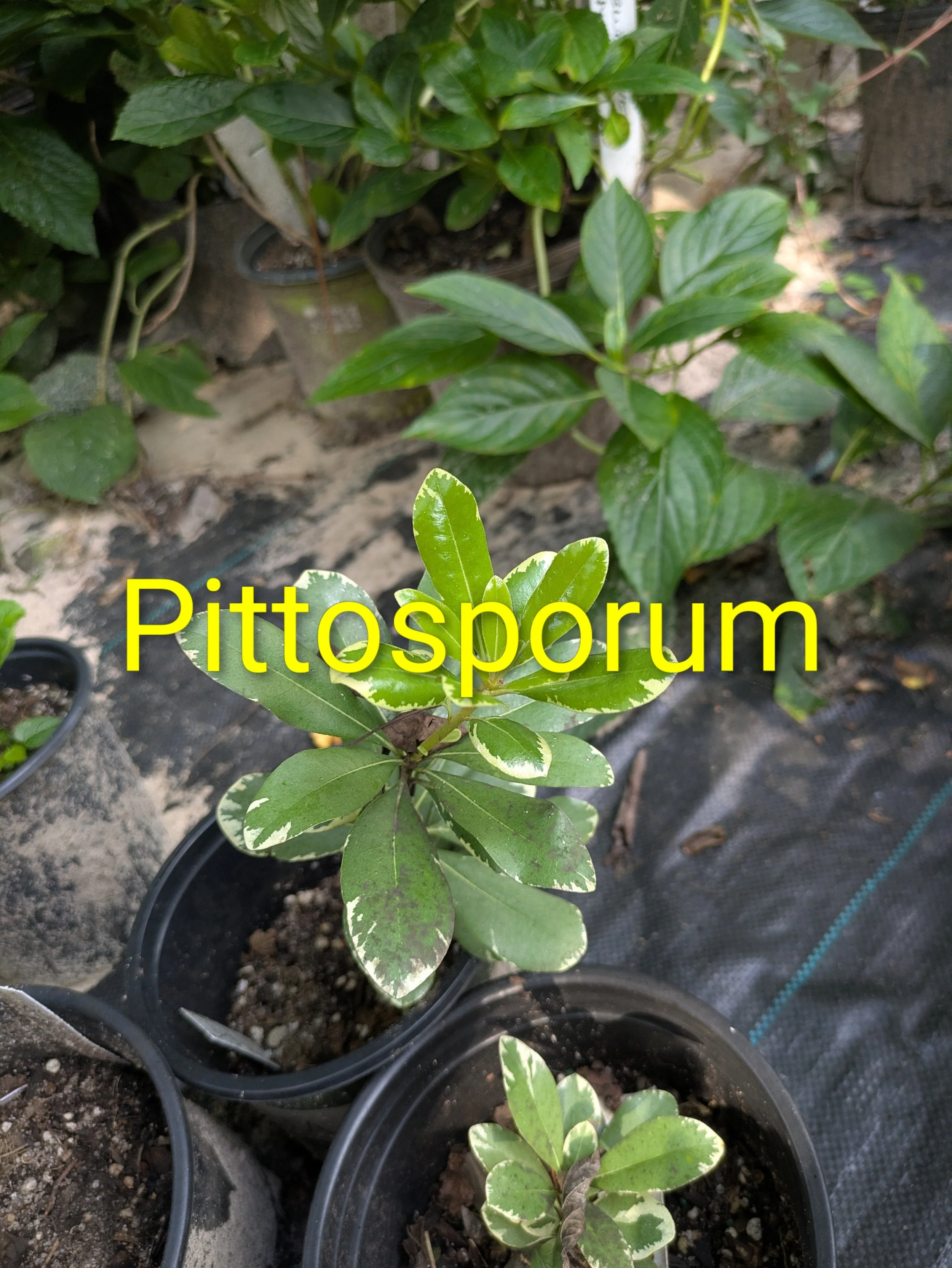 Pittosporum