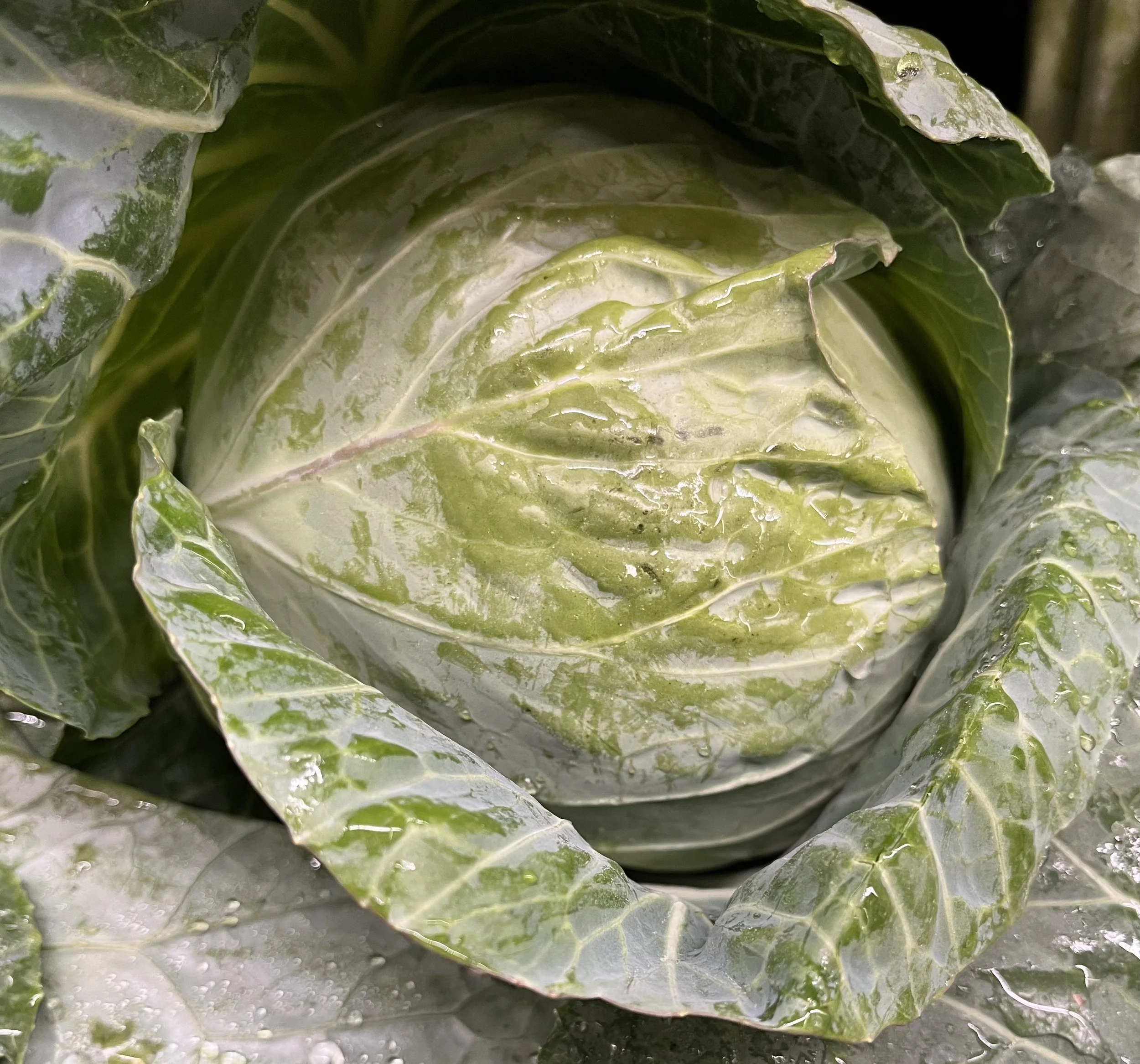 Cabbage.jpeg