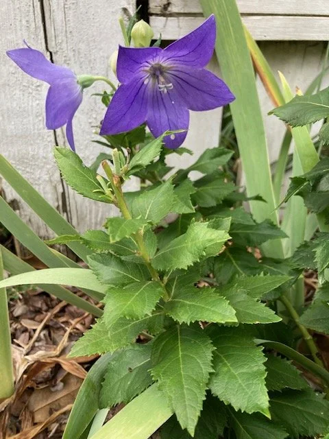 balloon flower.JPG