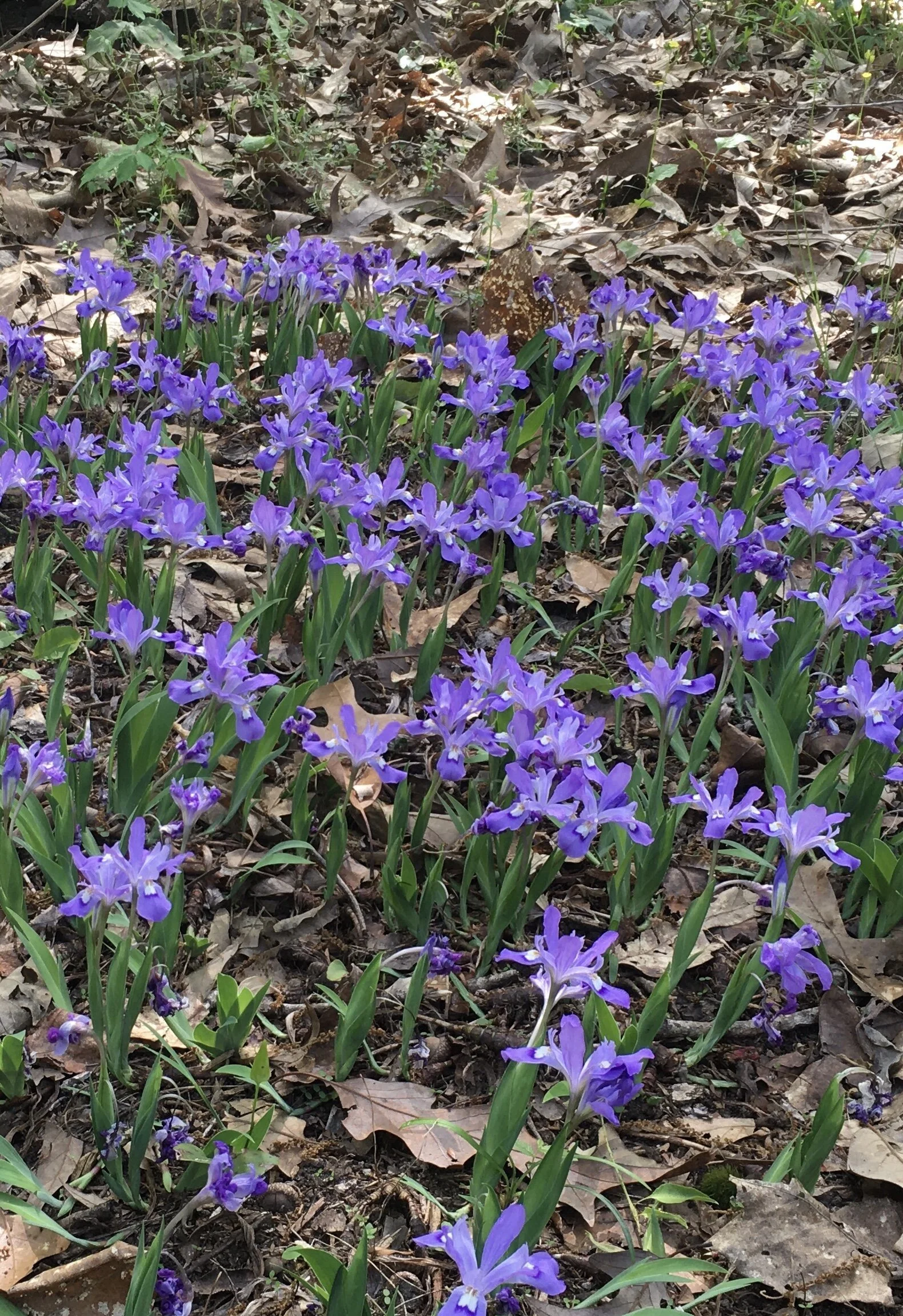 Dwarf crested Iris 2.jpg