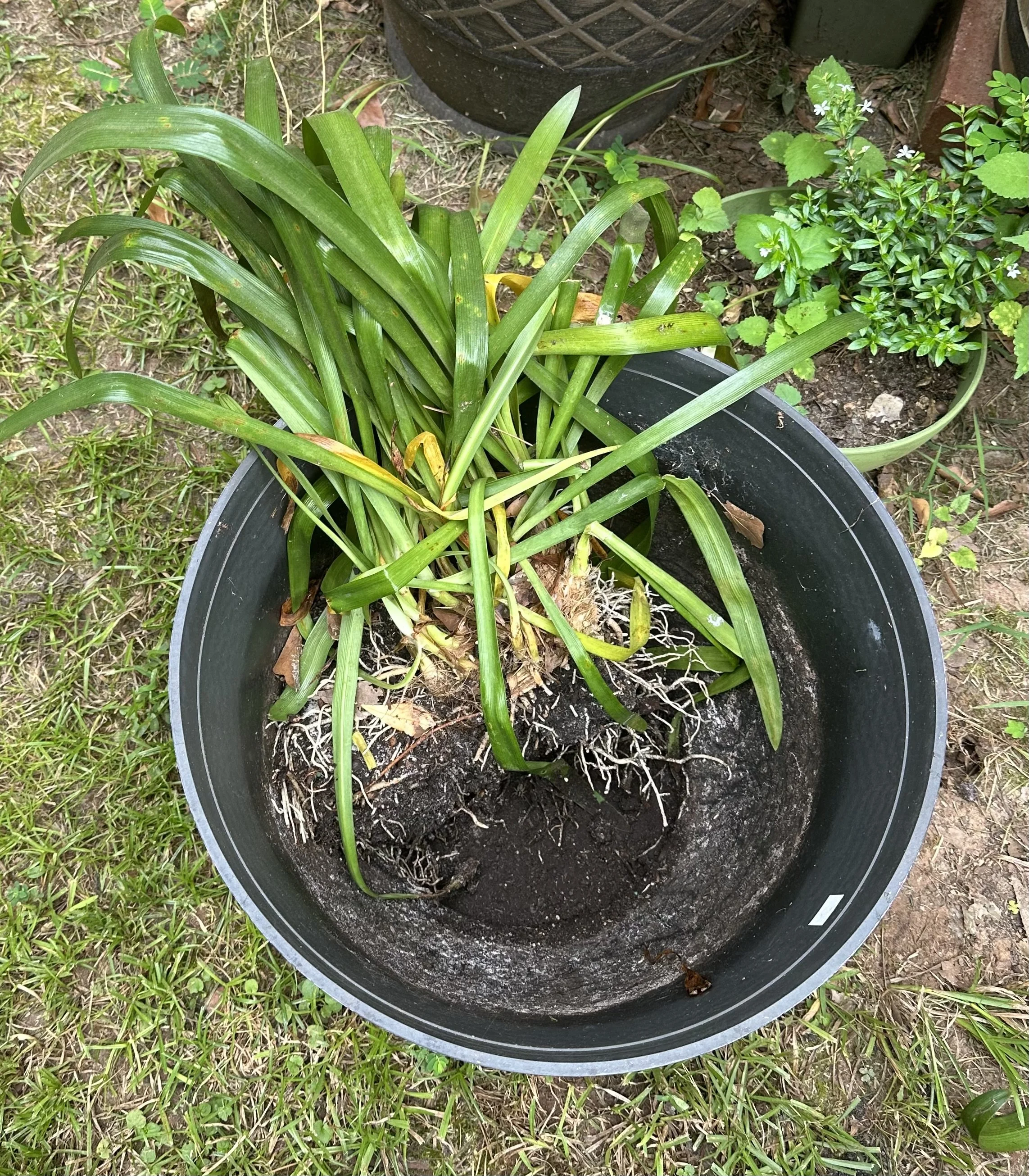 Agapanthus.jpeg