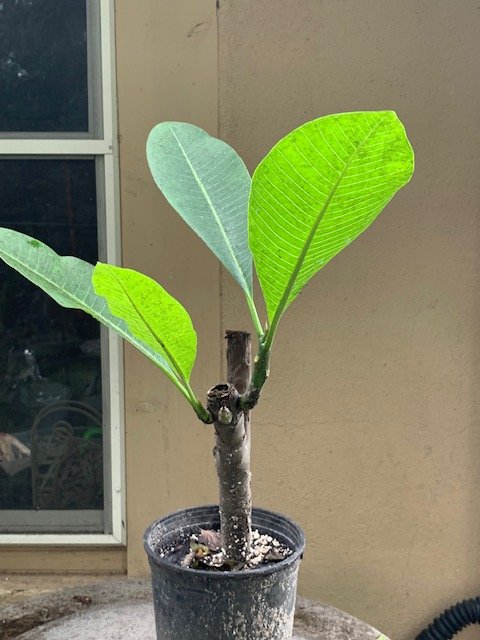 Hawaiian Lei Flower; Frangipani