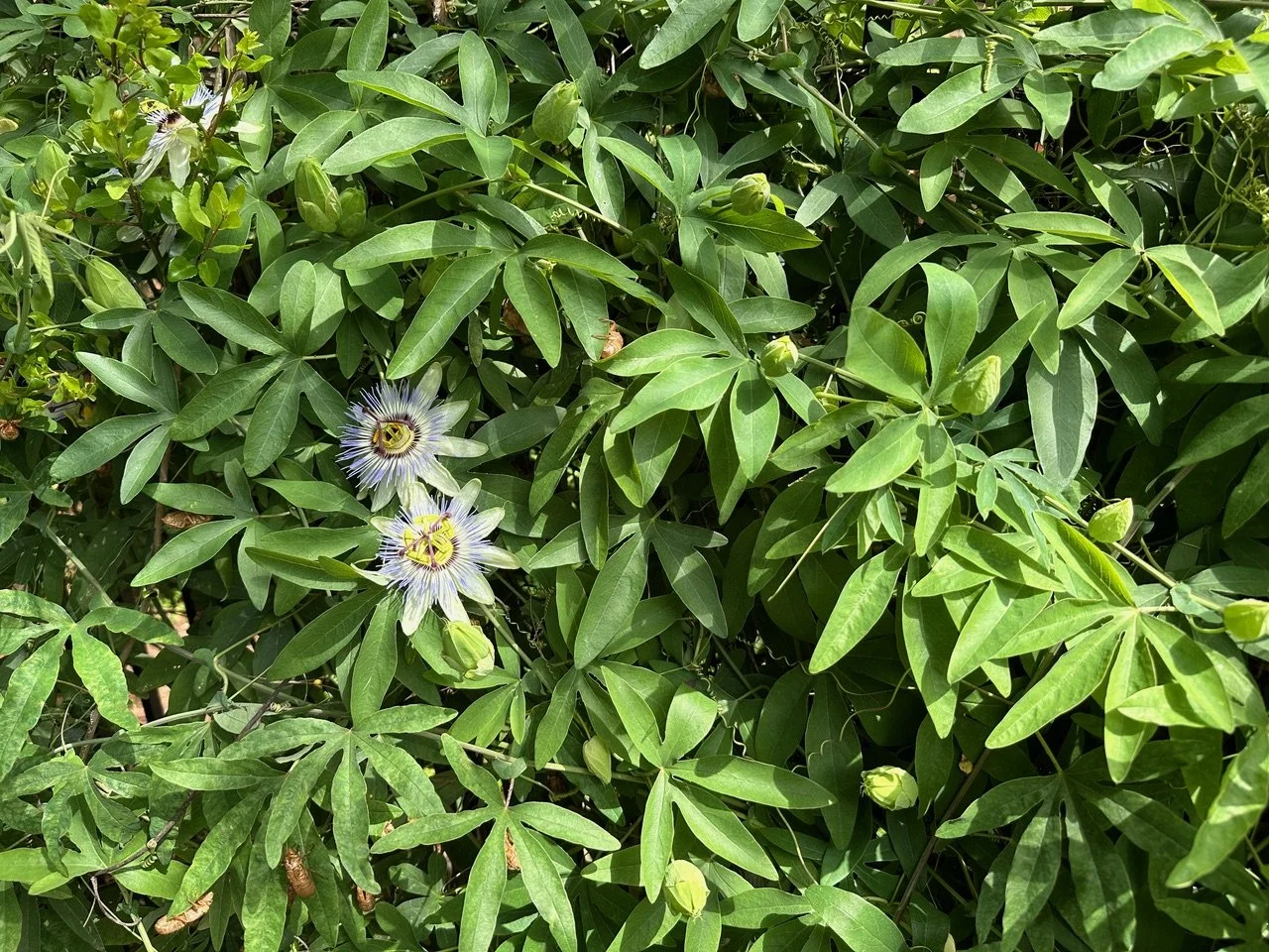 passion flower far.jpeg