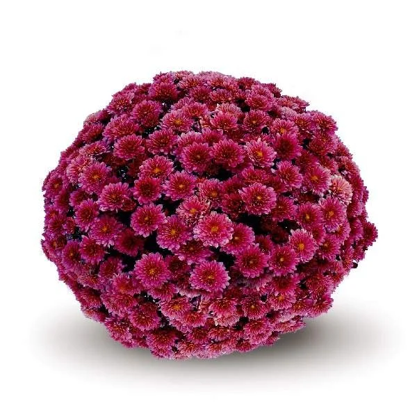 Padre Cerise Mum (reddish pink).jpeg