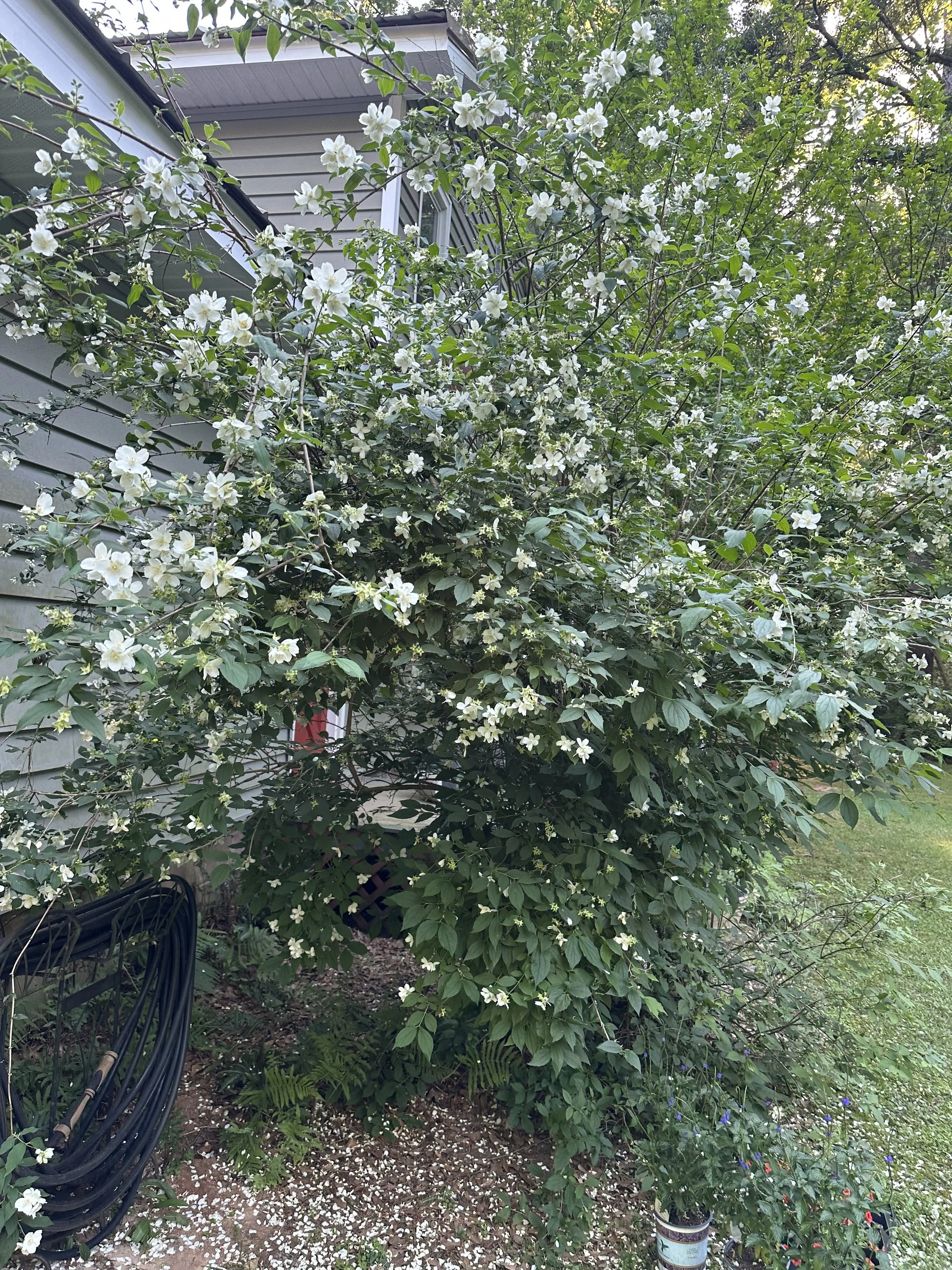 Mock Orange.jpeg