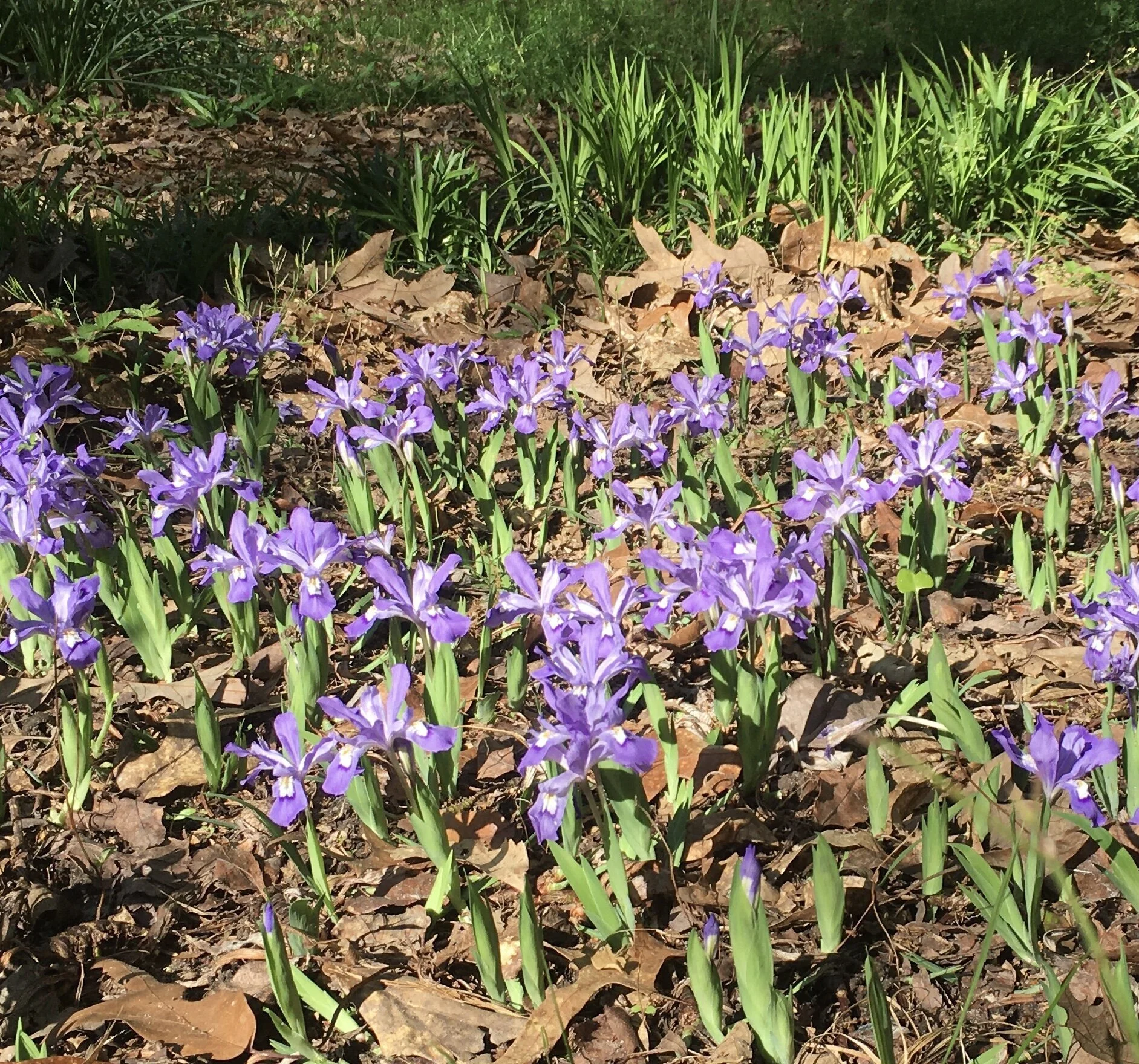 Dwarf crested Iris3.jpg