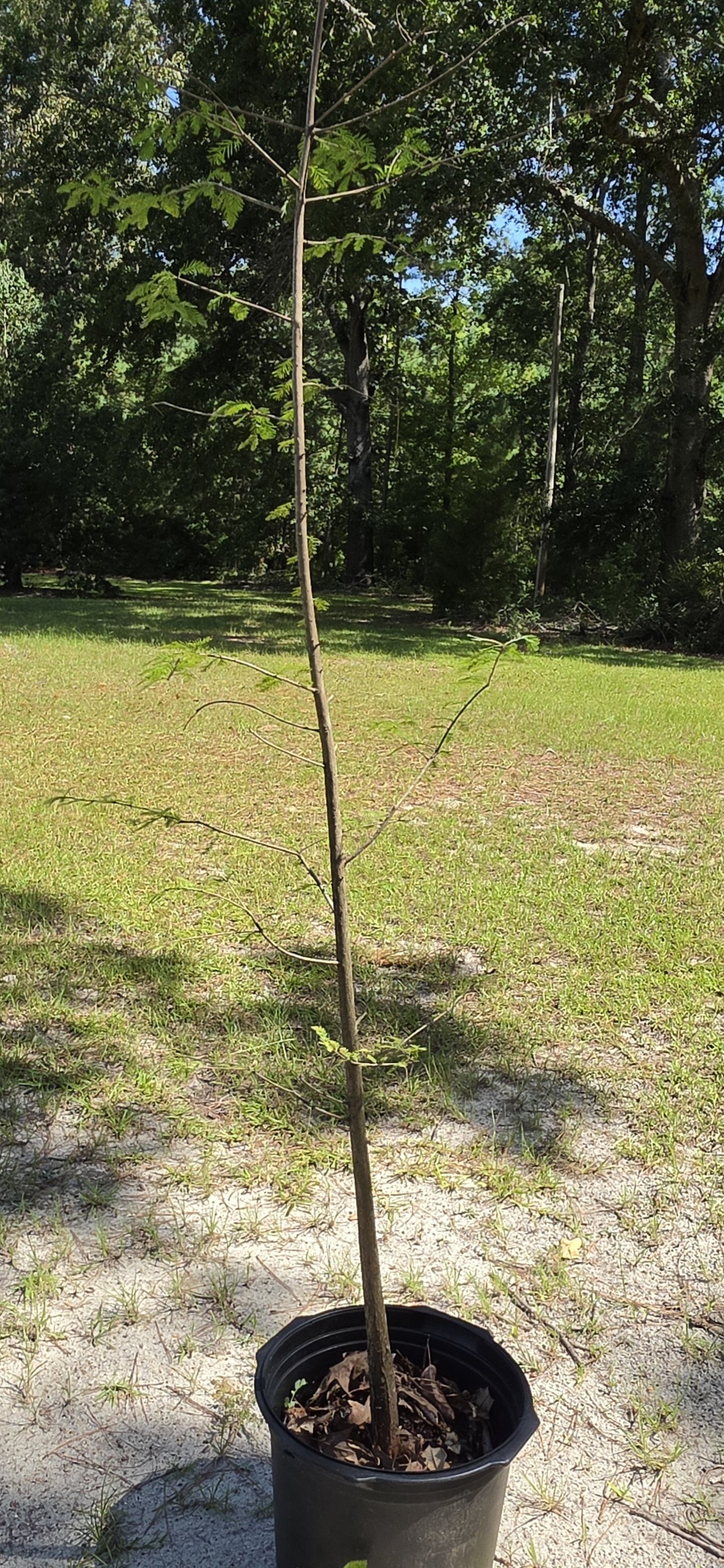 Bald Cypress