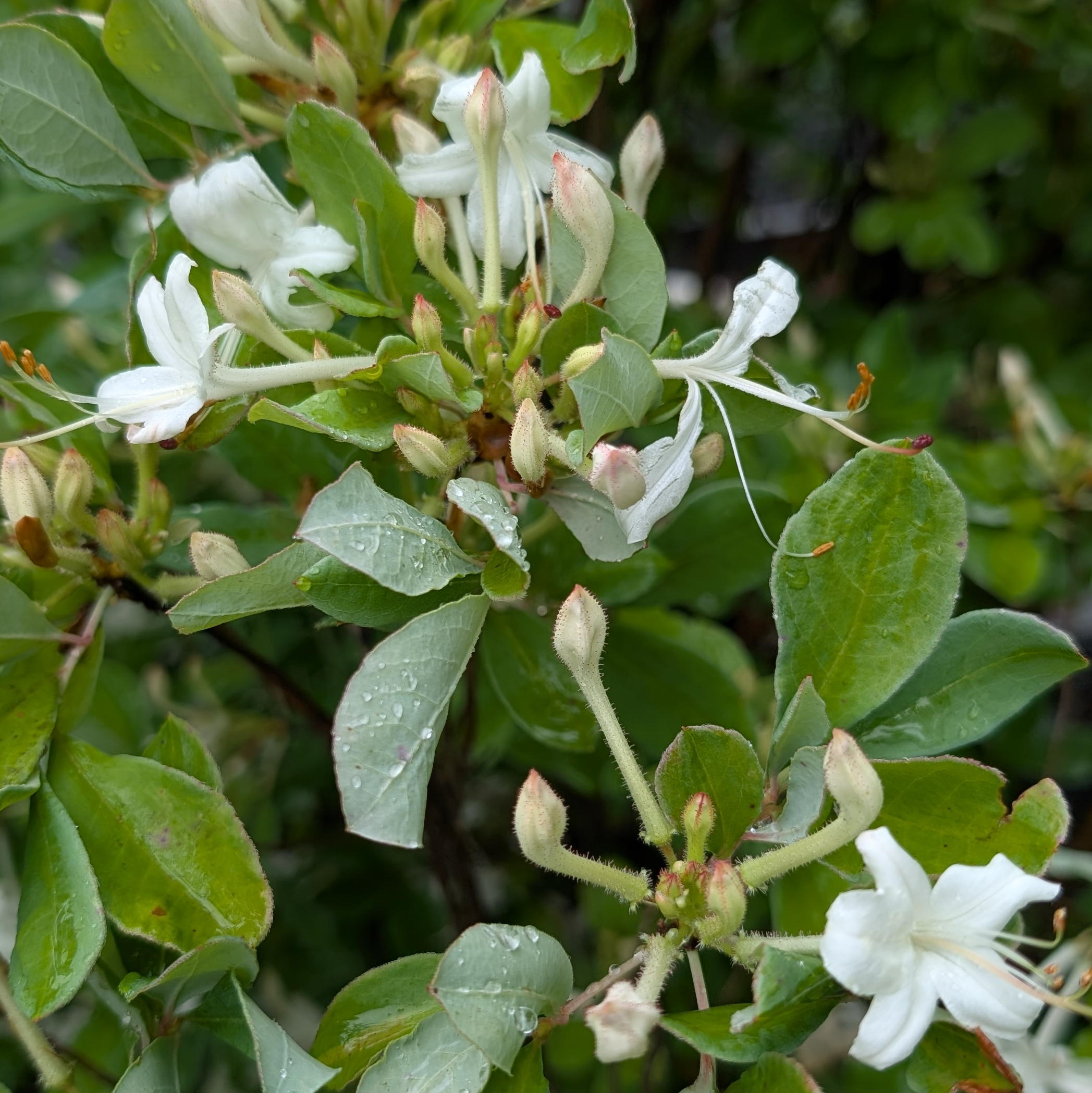 Swamp azalea blooms.jpg
