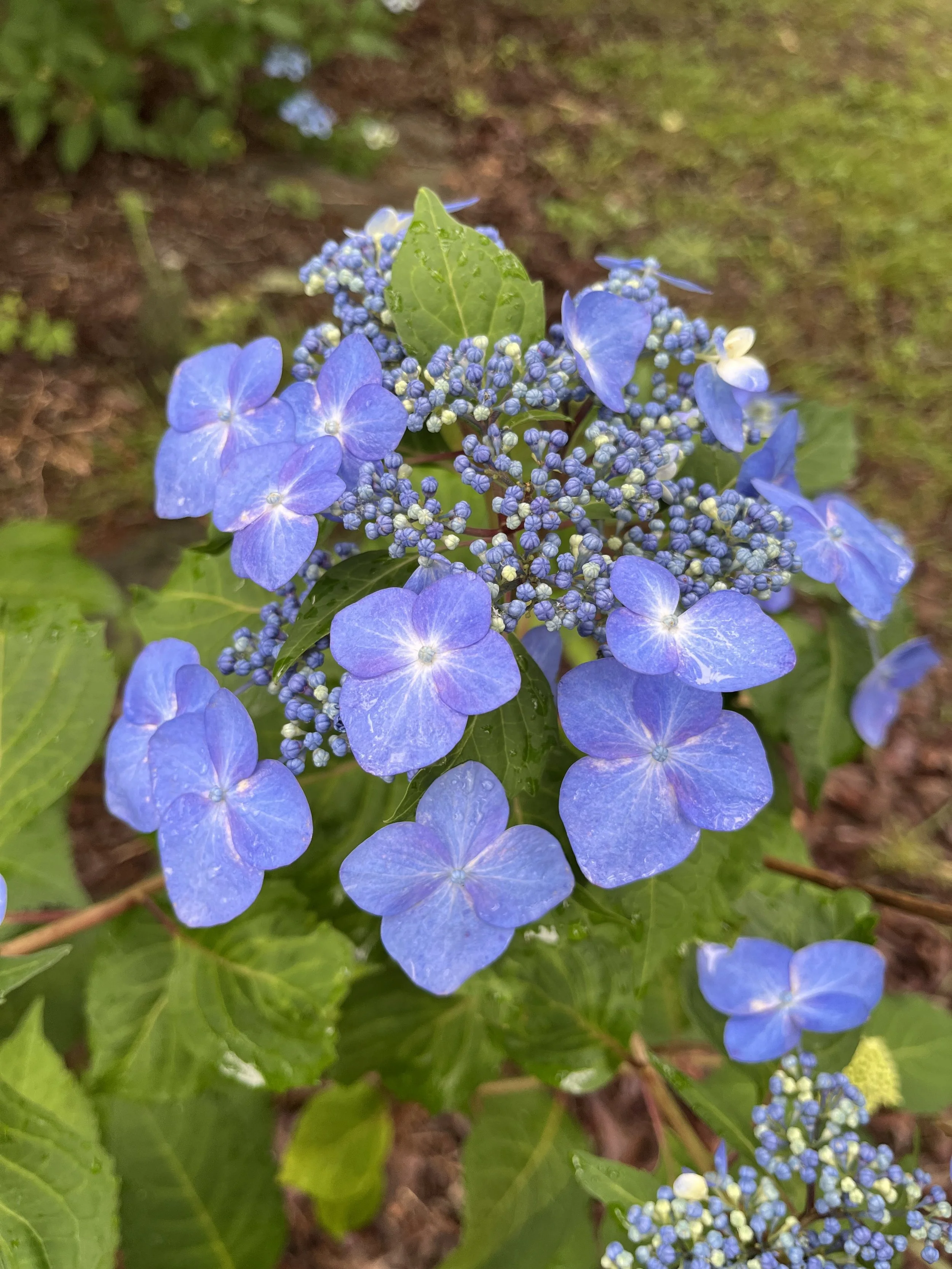 hydrangea, blue lacecap.jpeg