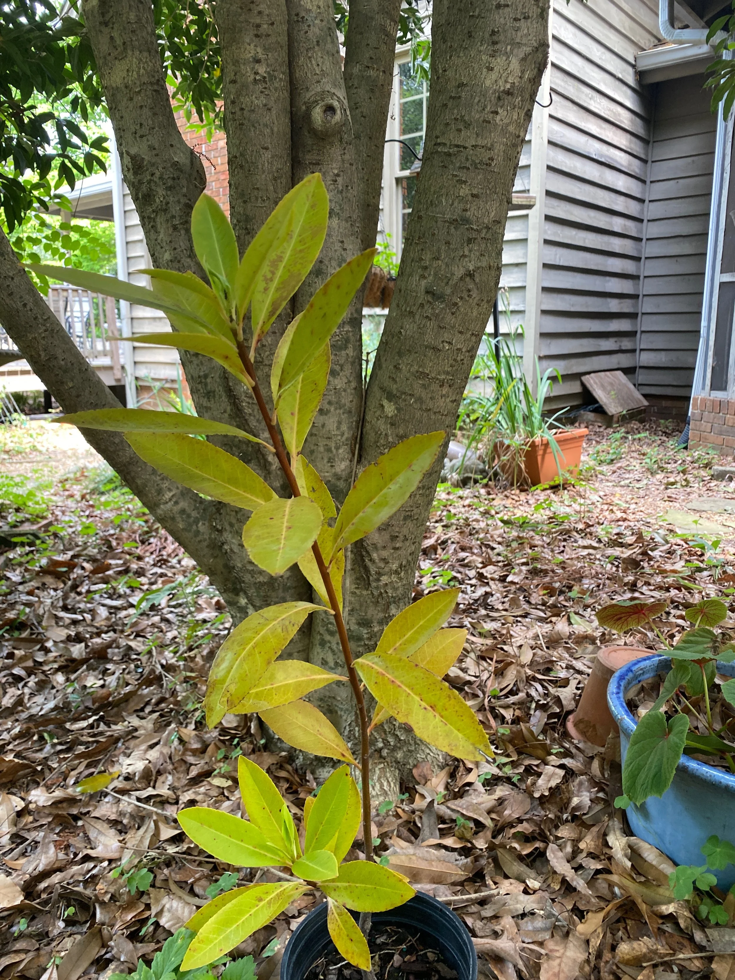 mountain gordlinia.jpeg