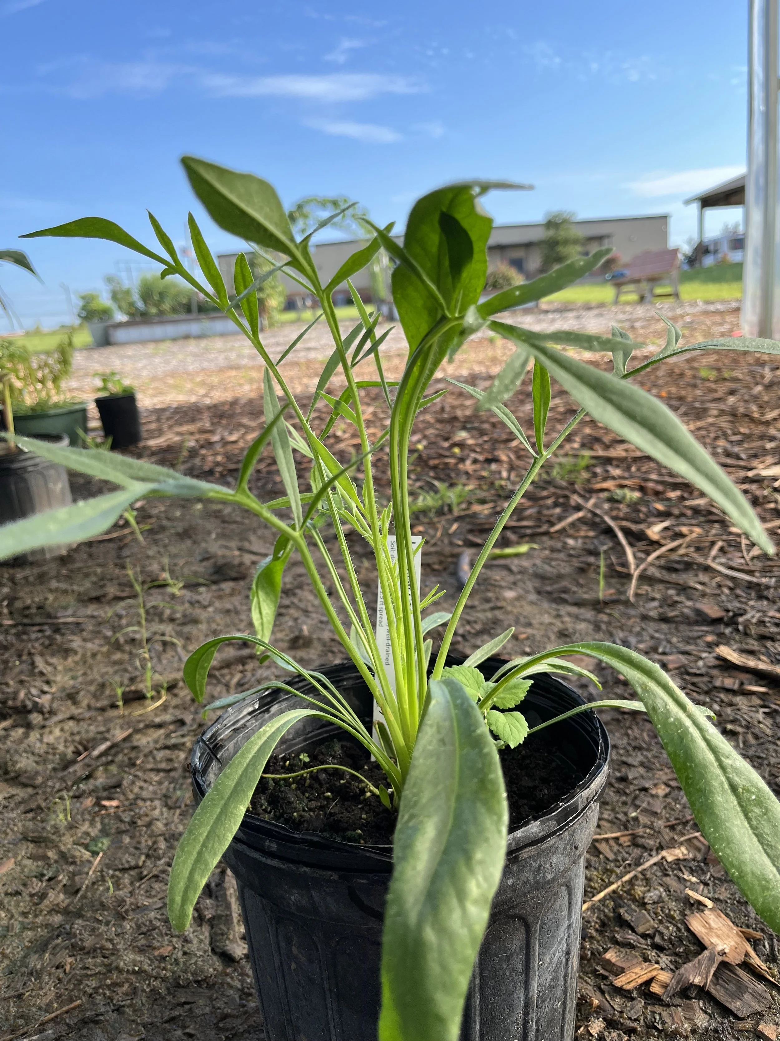 Lanceleaf Coreopsis (2).jpeg