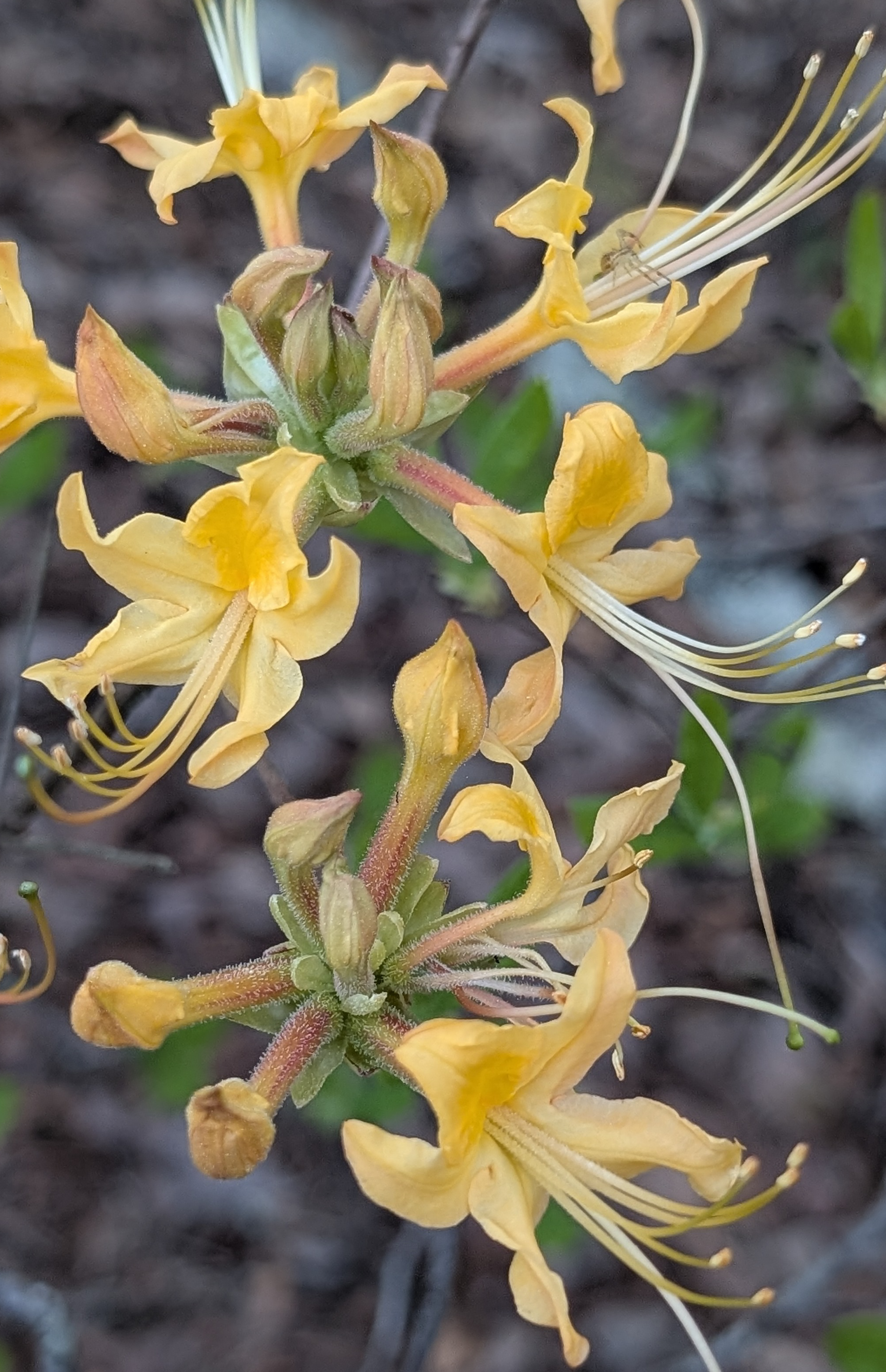 Fla Flame Azalea, 3-29.jpg
